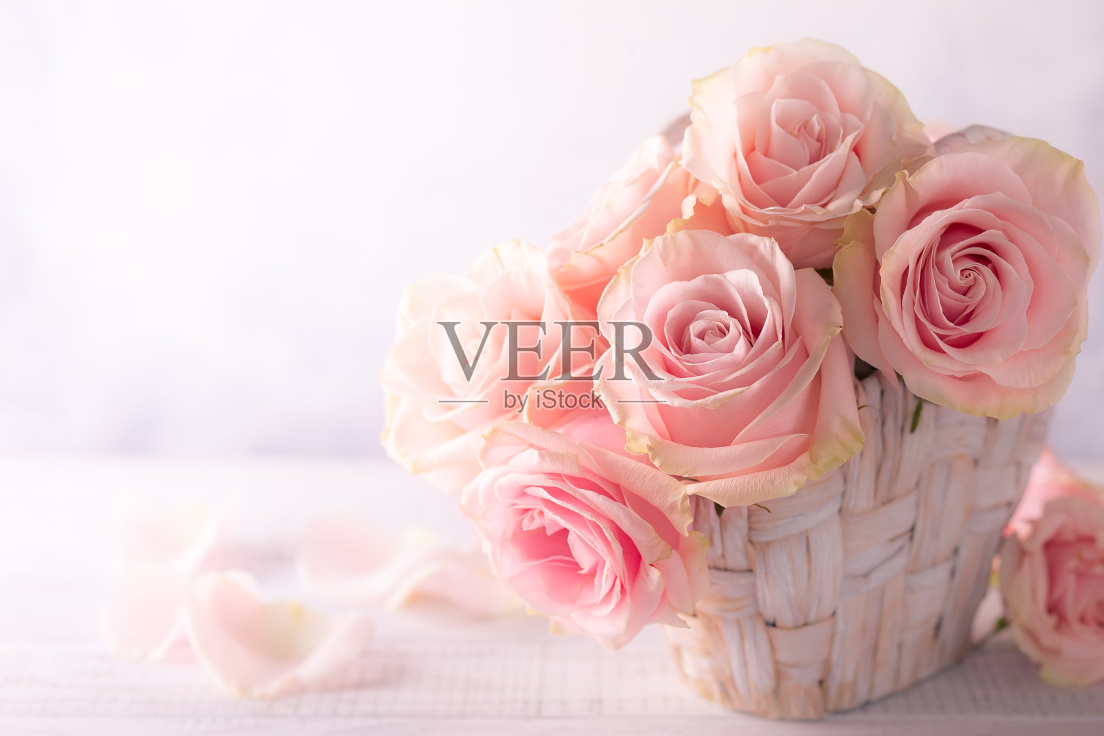 粉色的玫瑰照片摄影图片