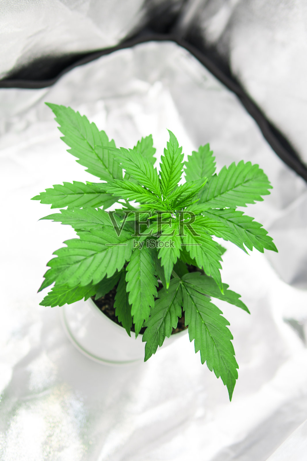 大麻在生长箱帐篷。大麻植物栽培。在室内种植大麻。种植在led灯下。大麻植物生长。前视图。照片摄影图片