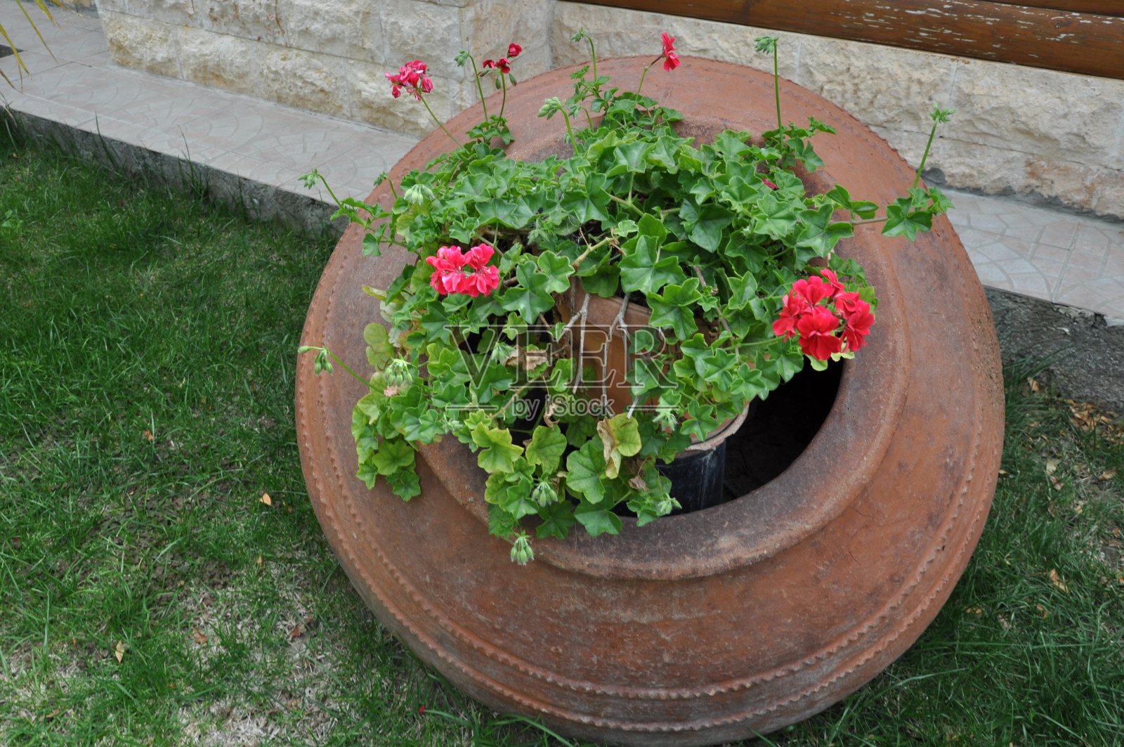 花园里美丽的香叶天竺葵花照片摄影图片