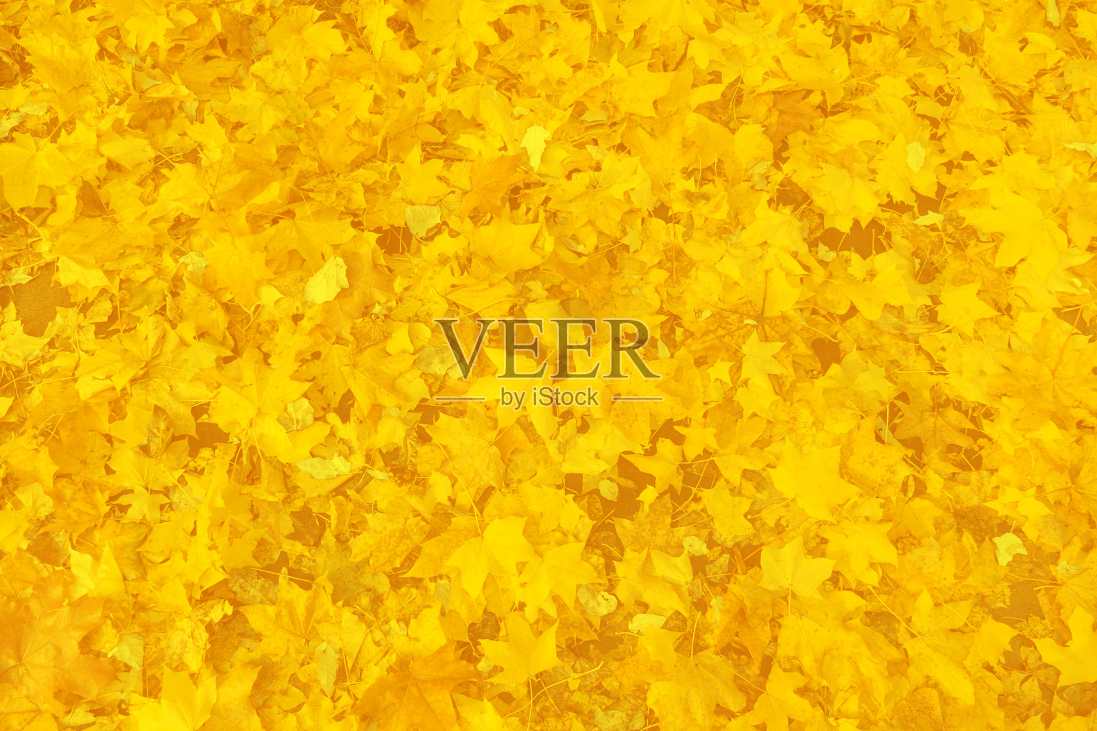 俯视图上是一片秋色黄黄的落叶，躺在地上为纹理，为背景照片摄影图片