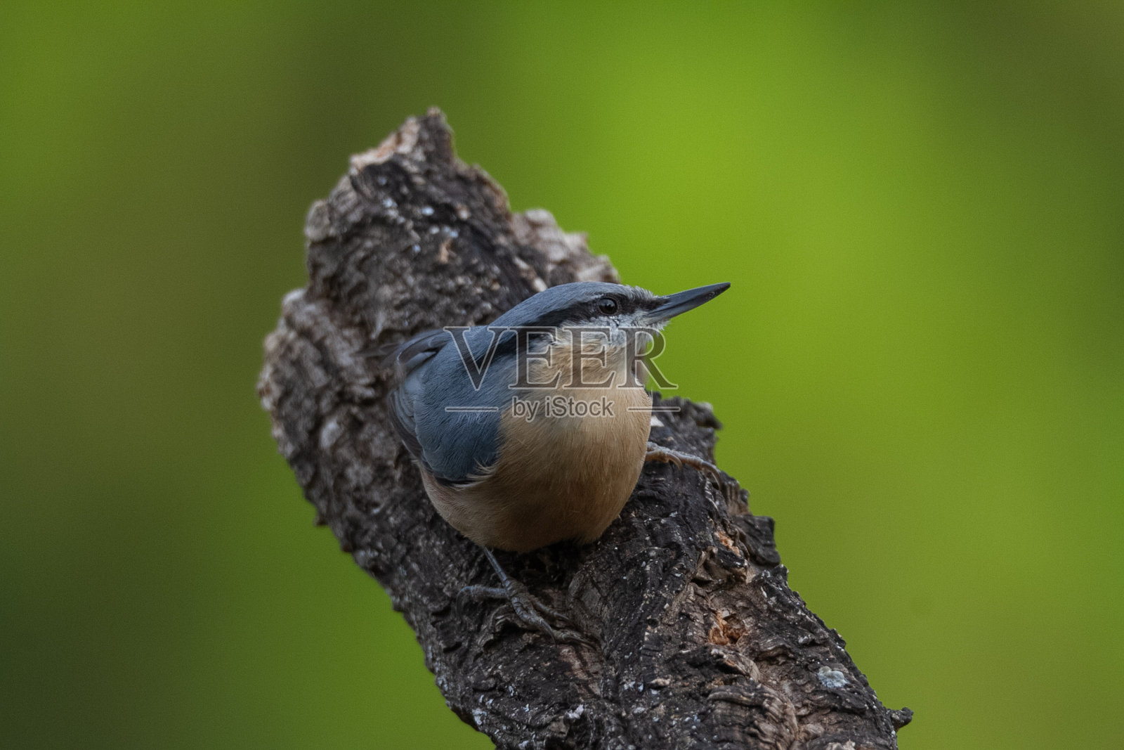 五子雀照片摄影图片