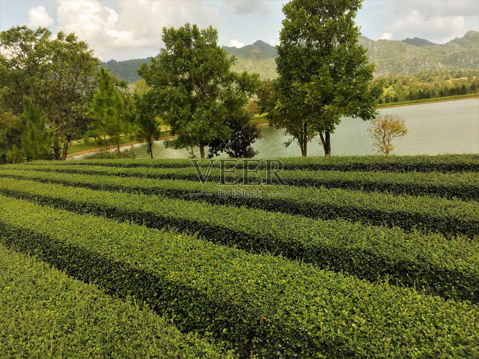 景观有绿色的森林和山河。在夏日阳光明媚的日子里，被绿色的森林覆盖。美景绿林照片摄影图片