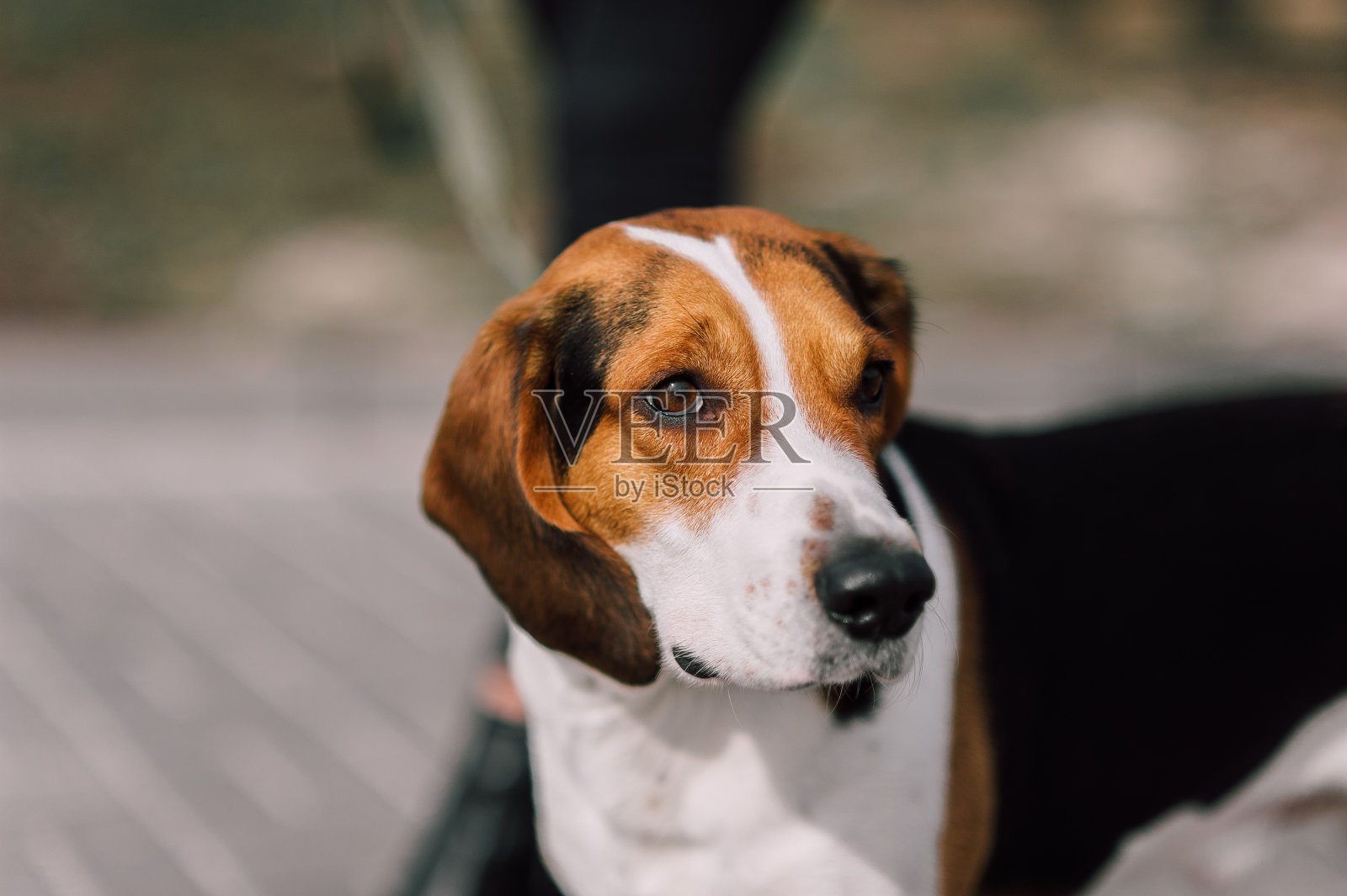 爱沙尼亚猎犬在阴天的室外特写肖像照片摄影图片