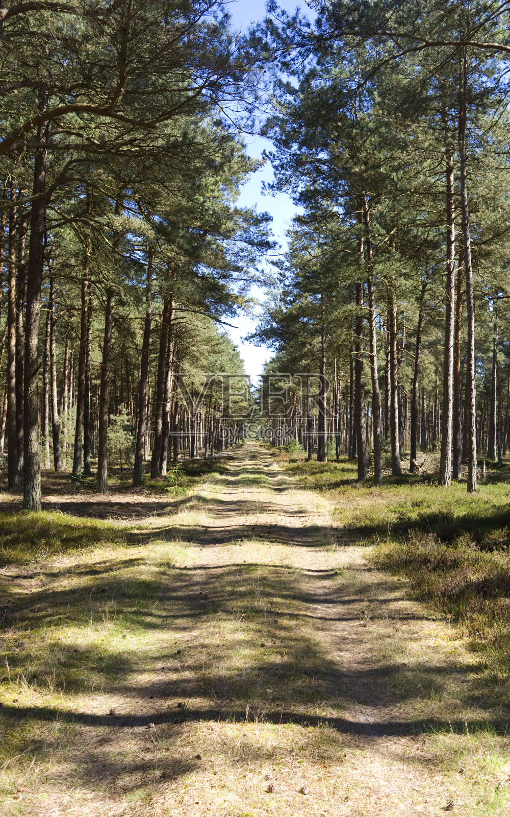 丹麦:4月的一个阳光明媚的日子，穿过北日德兰自然保护区的针叶林照片摄影图片
