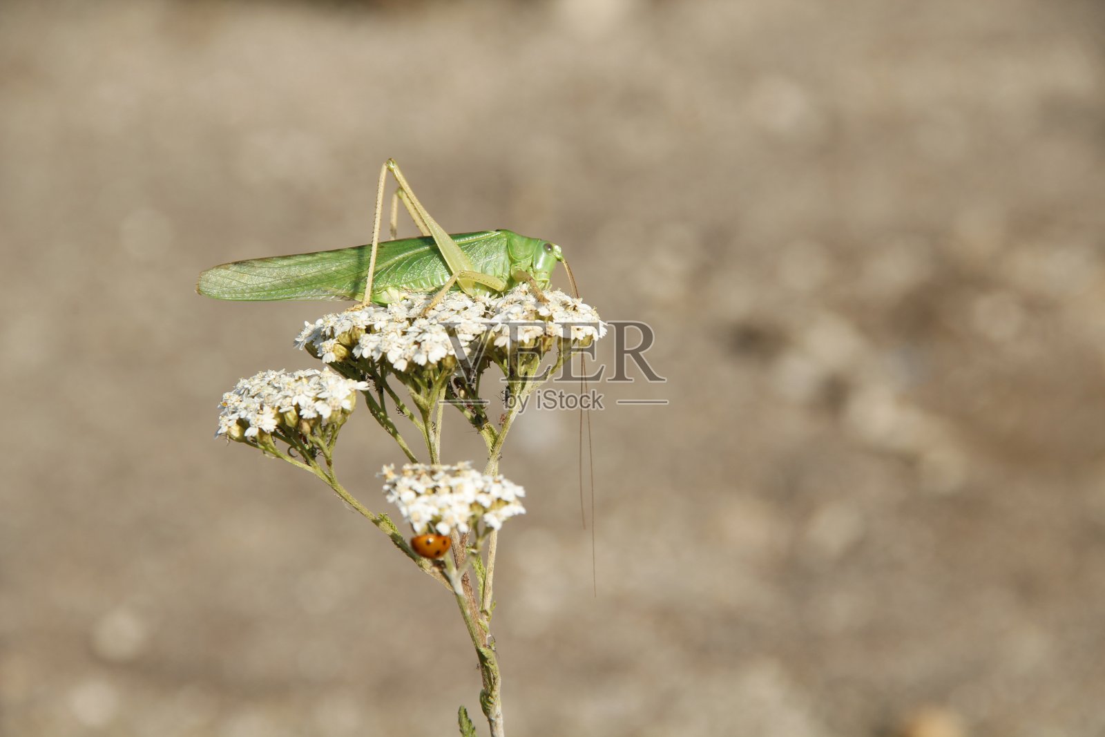 昆虫照片摄影图片