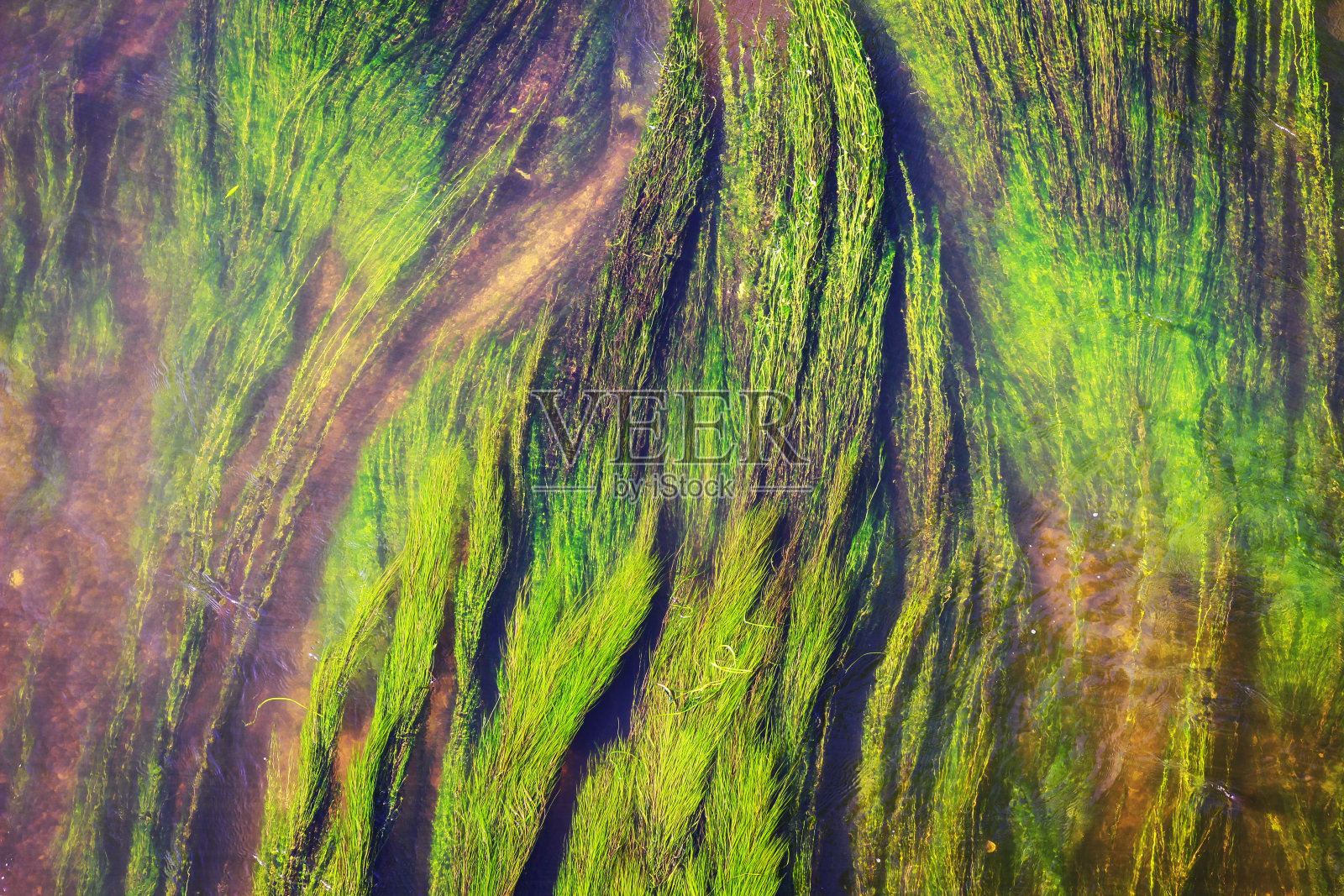 河流中的绿藻照片摄影图片