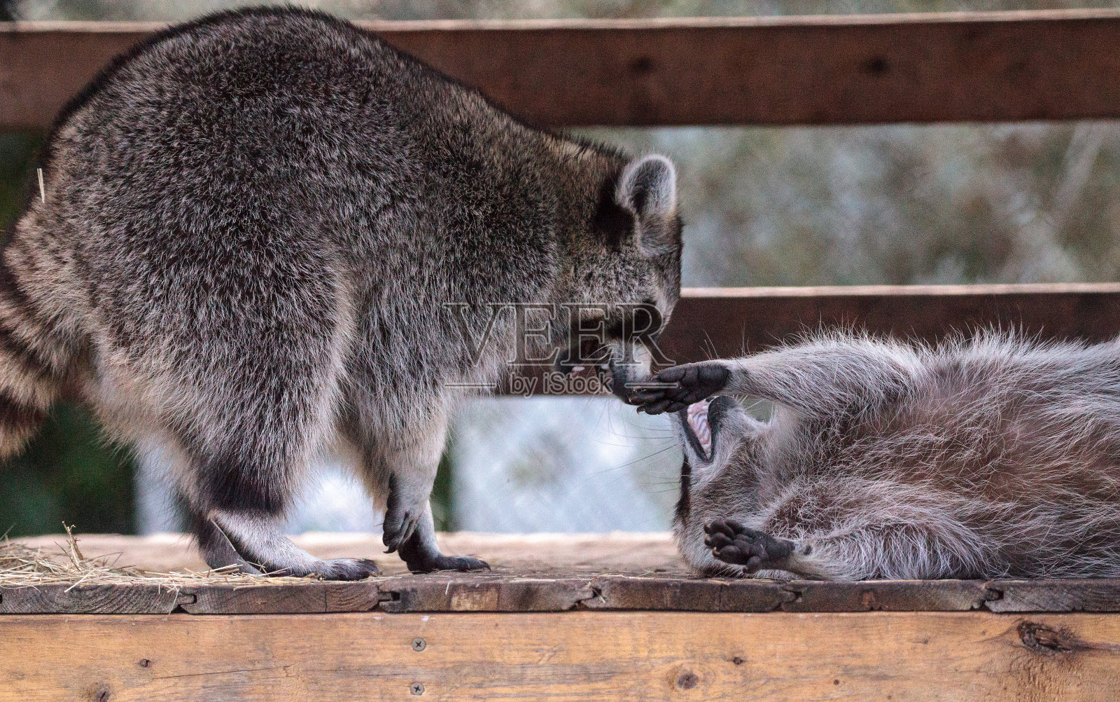 在门廊上玩浣熊照片摄影图片
