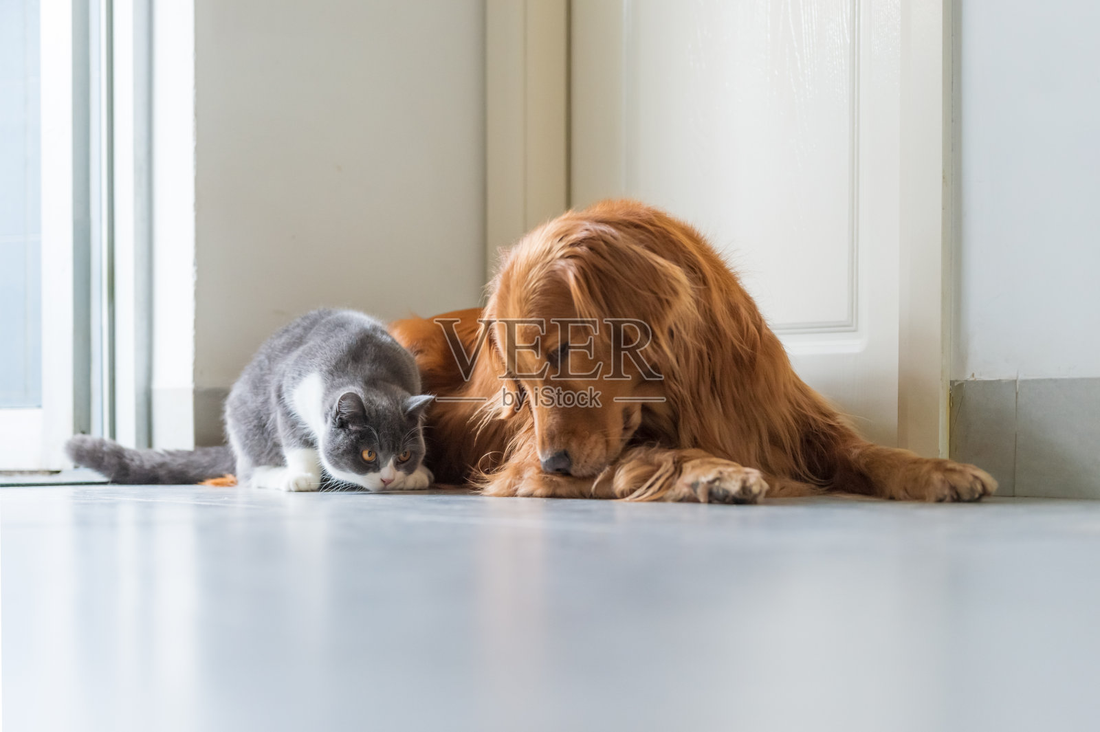 金毛猎犬和英国短毛猫照片摄影图片