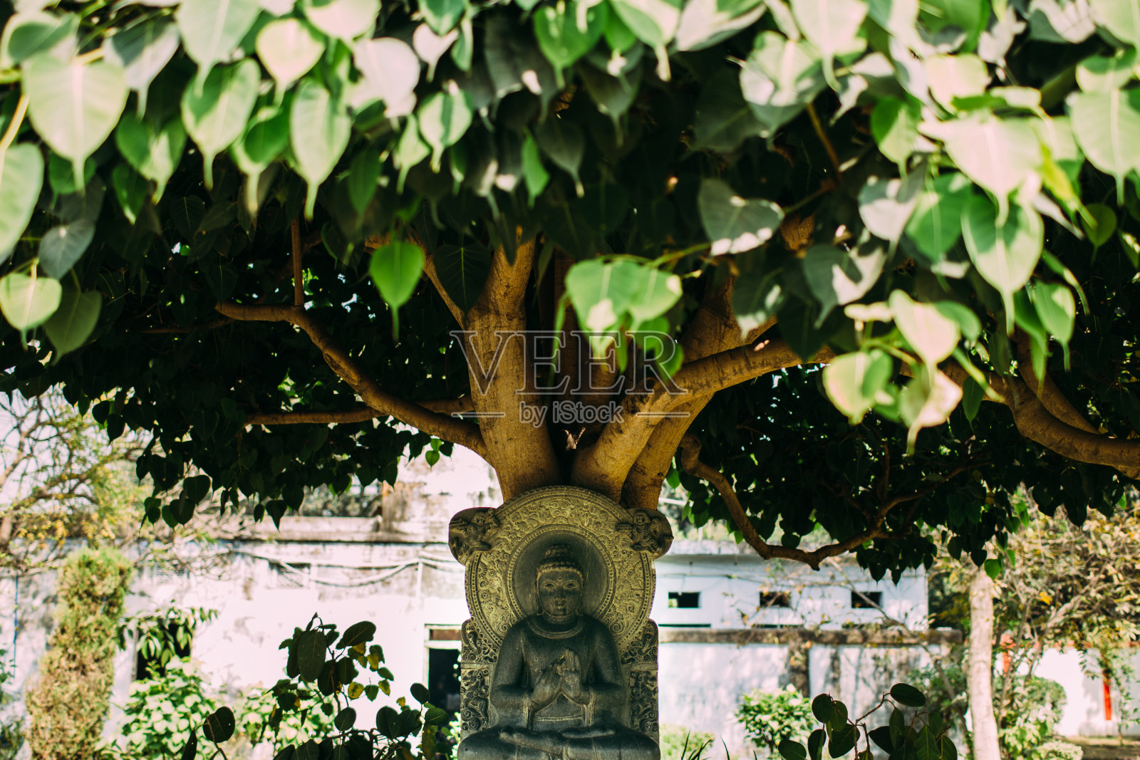 树下佛照片摄影图片
