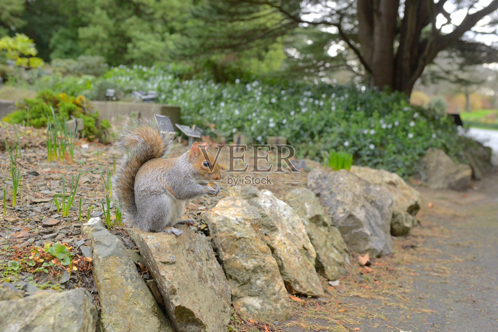 公园里有坚果的棕色松鼠照片摄影图片