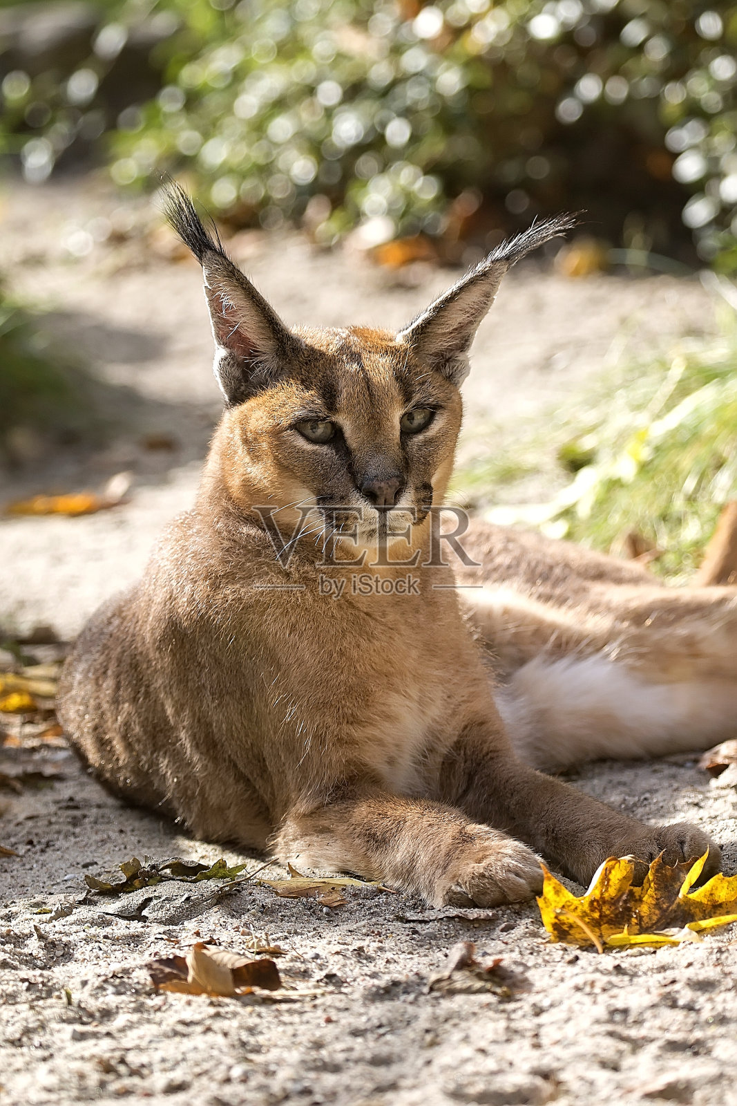 狞猫,一幅肖像照片摄影图片