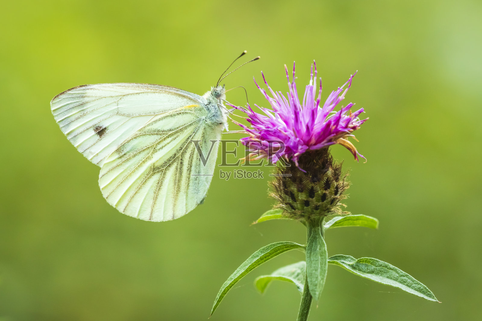 粉蝶，一种白色或大白菜蝴蝶传粉照片摄影图片