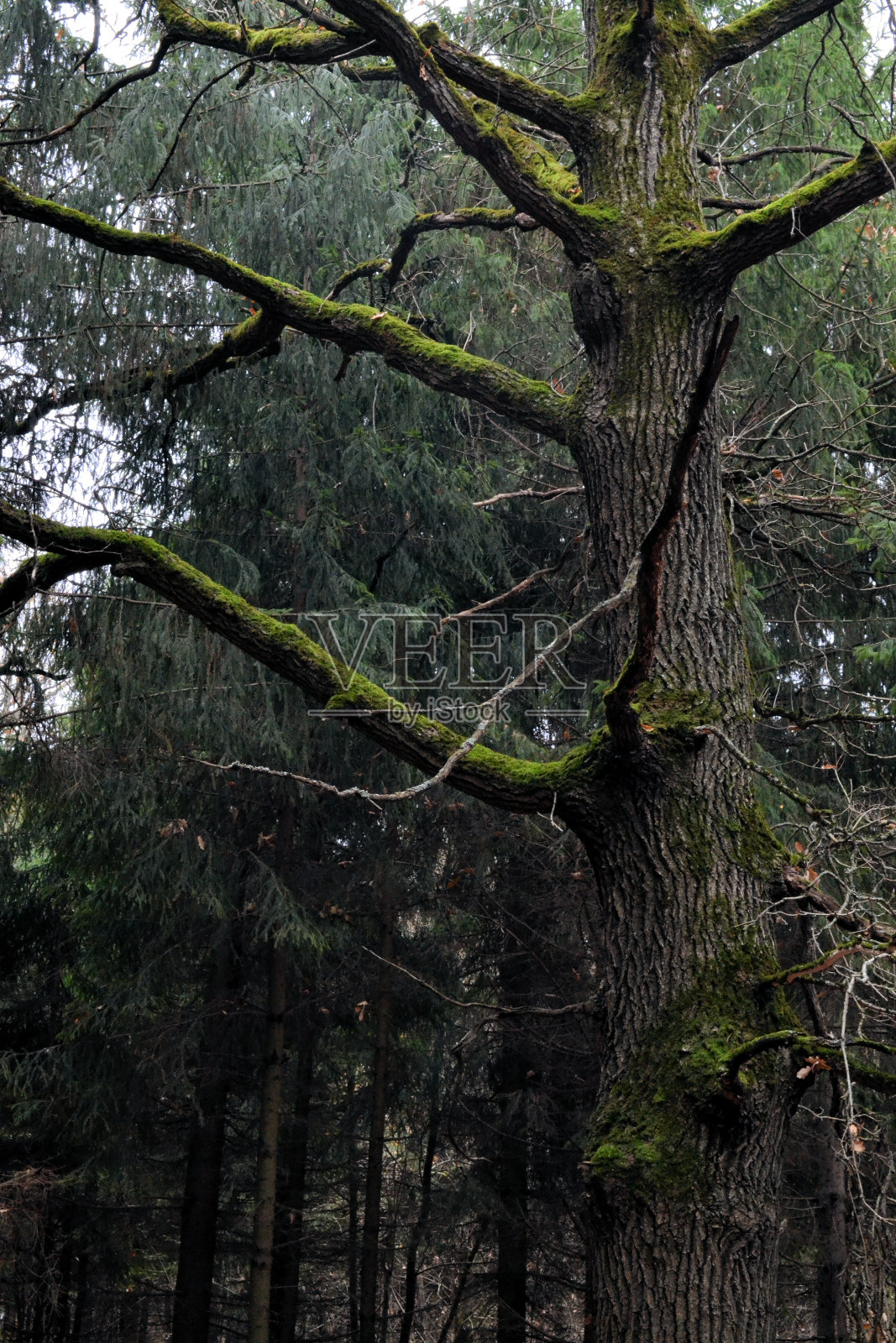 黑色的秋天森林中没有叶子的大苔藓(橡树)树枝照片摄影图片