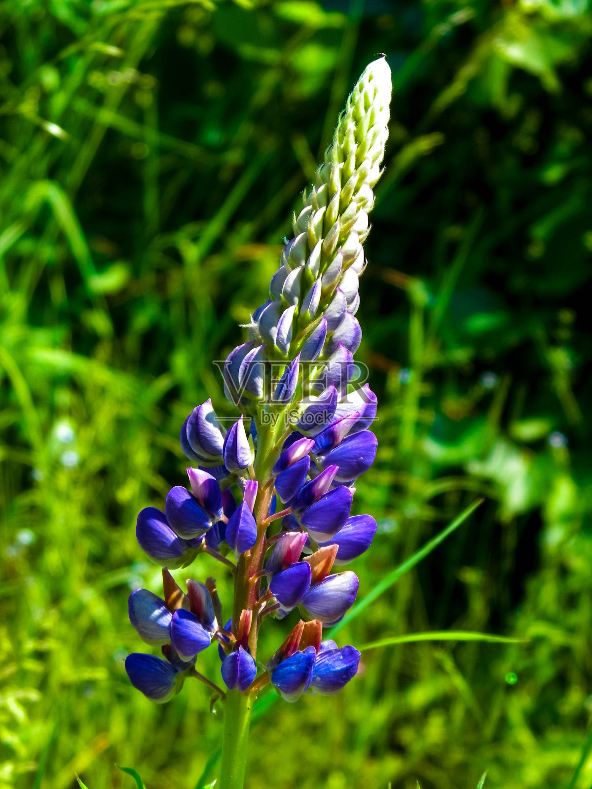 羽扇豆花的特写。照片摄影图片