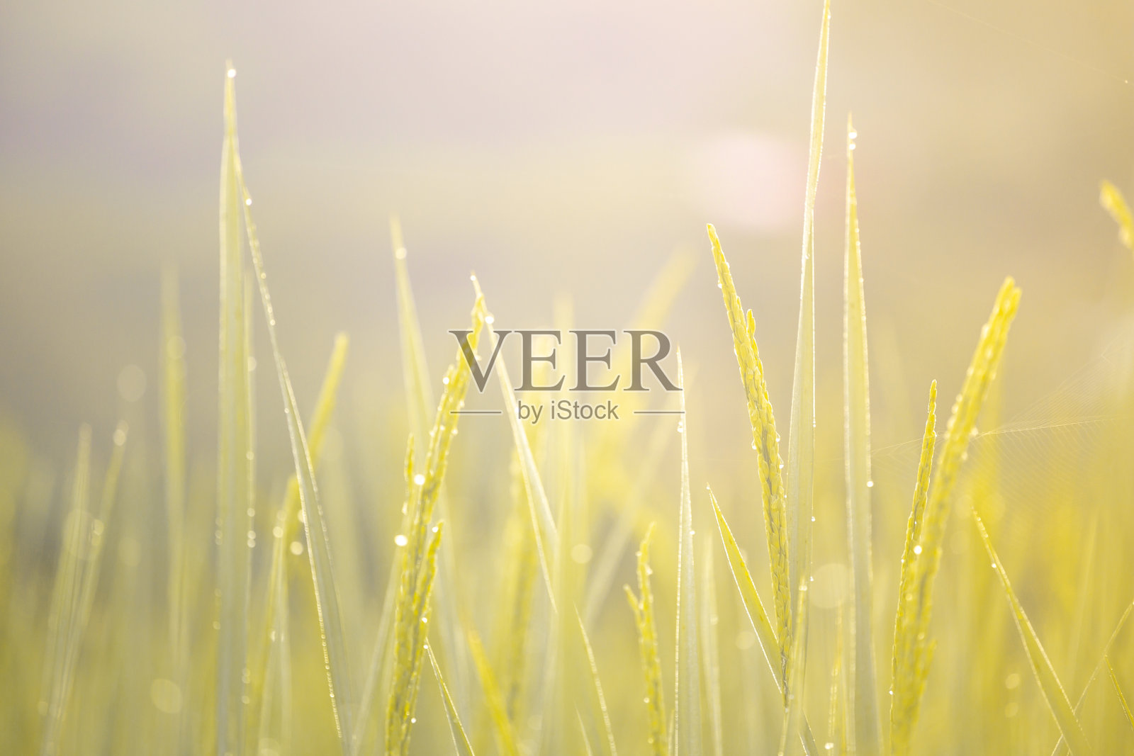 稻穗和金色的晨光照片摄影图片