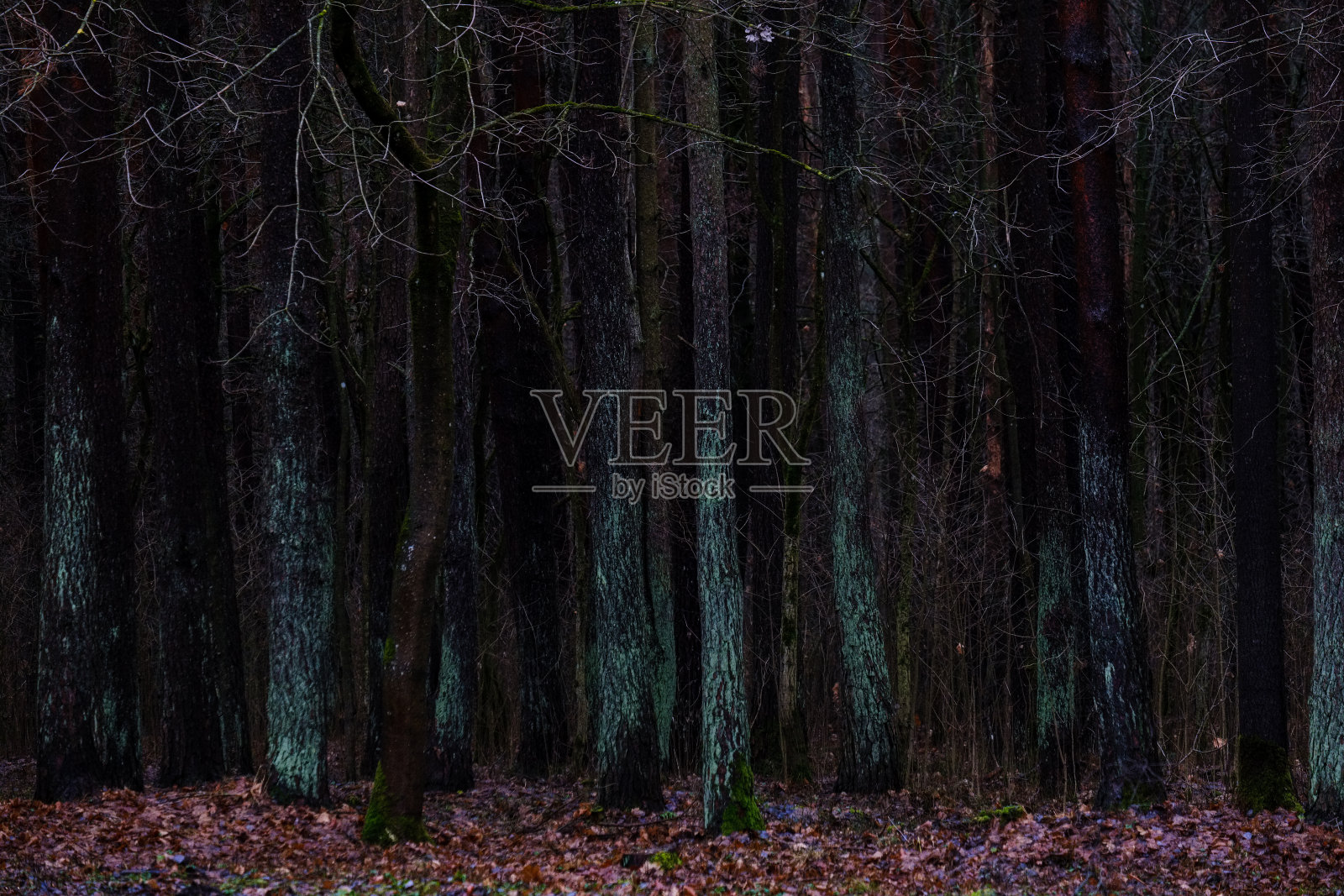 秋天潮湿的森林照片摄影图片