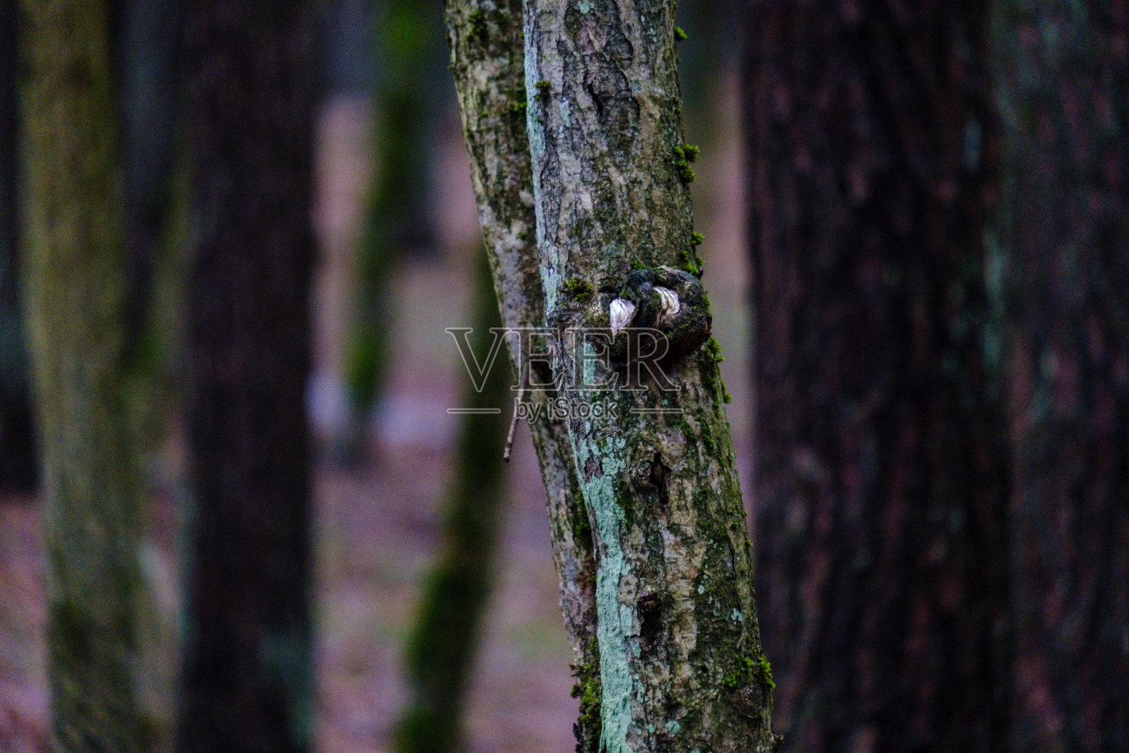 秋天潮湿的森林照片摄影图片