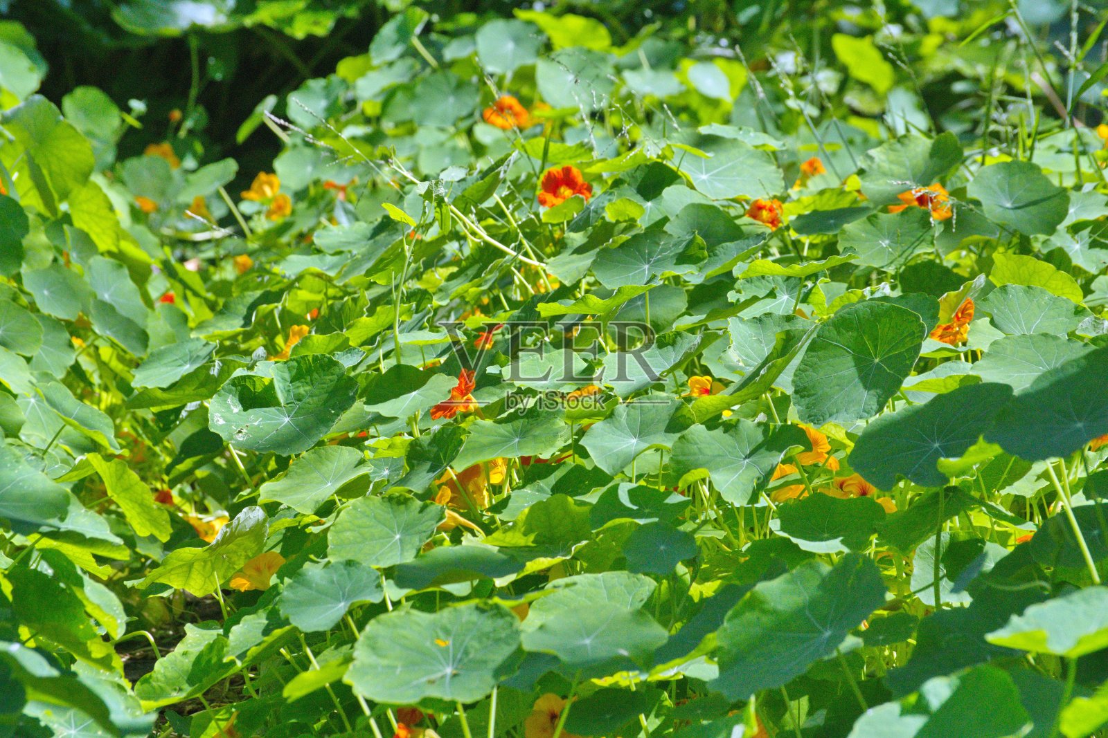 有橙色花的植物照片摄影图片