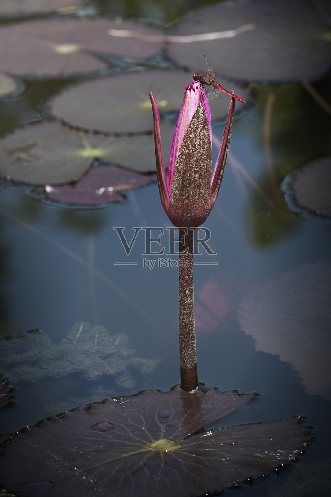 Beautyful自然照片摄影图片