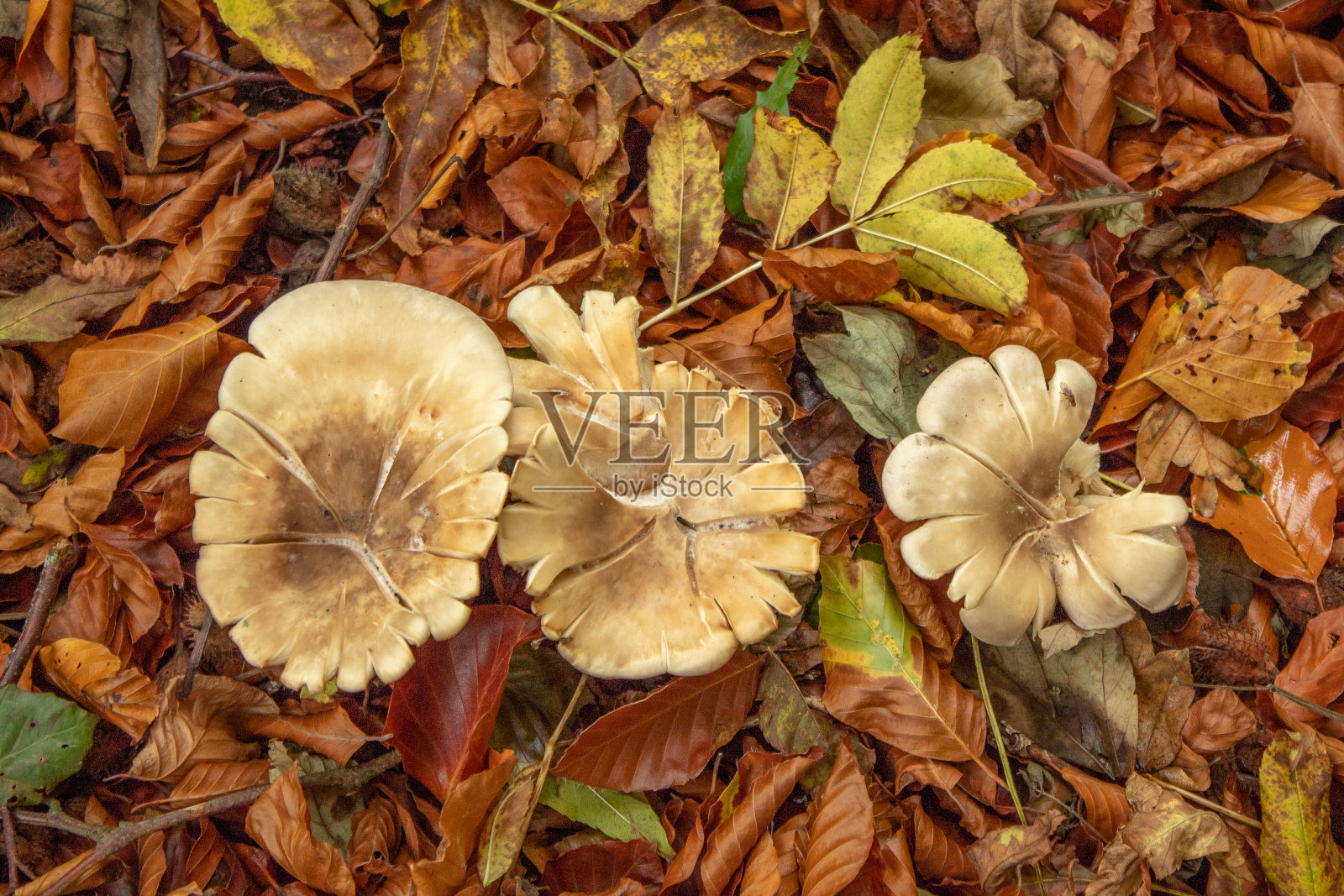 3只蘑菇在森林地面上碎裂照片摄影图片