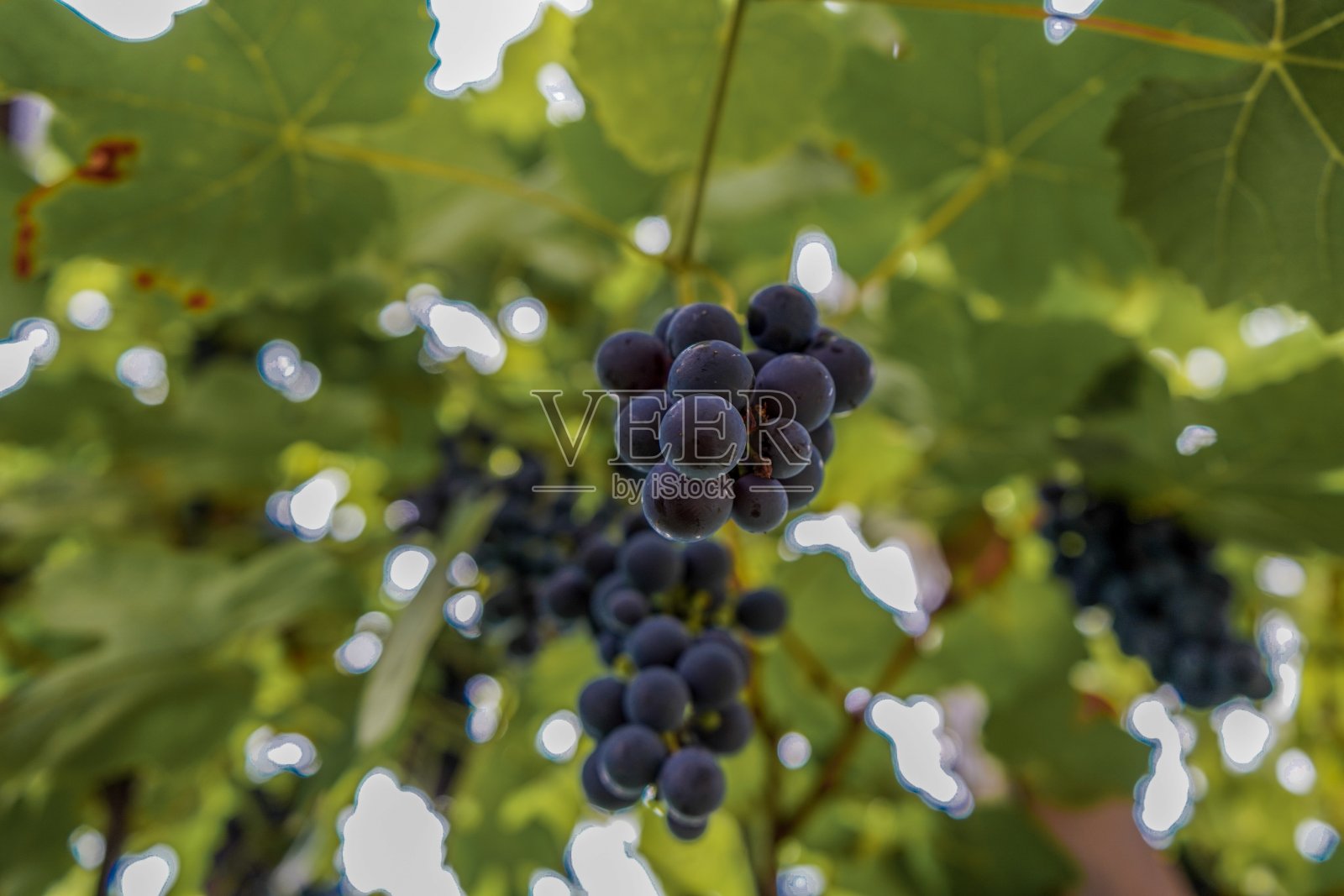 奇妙的葡萄在植物上照片摄影图片