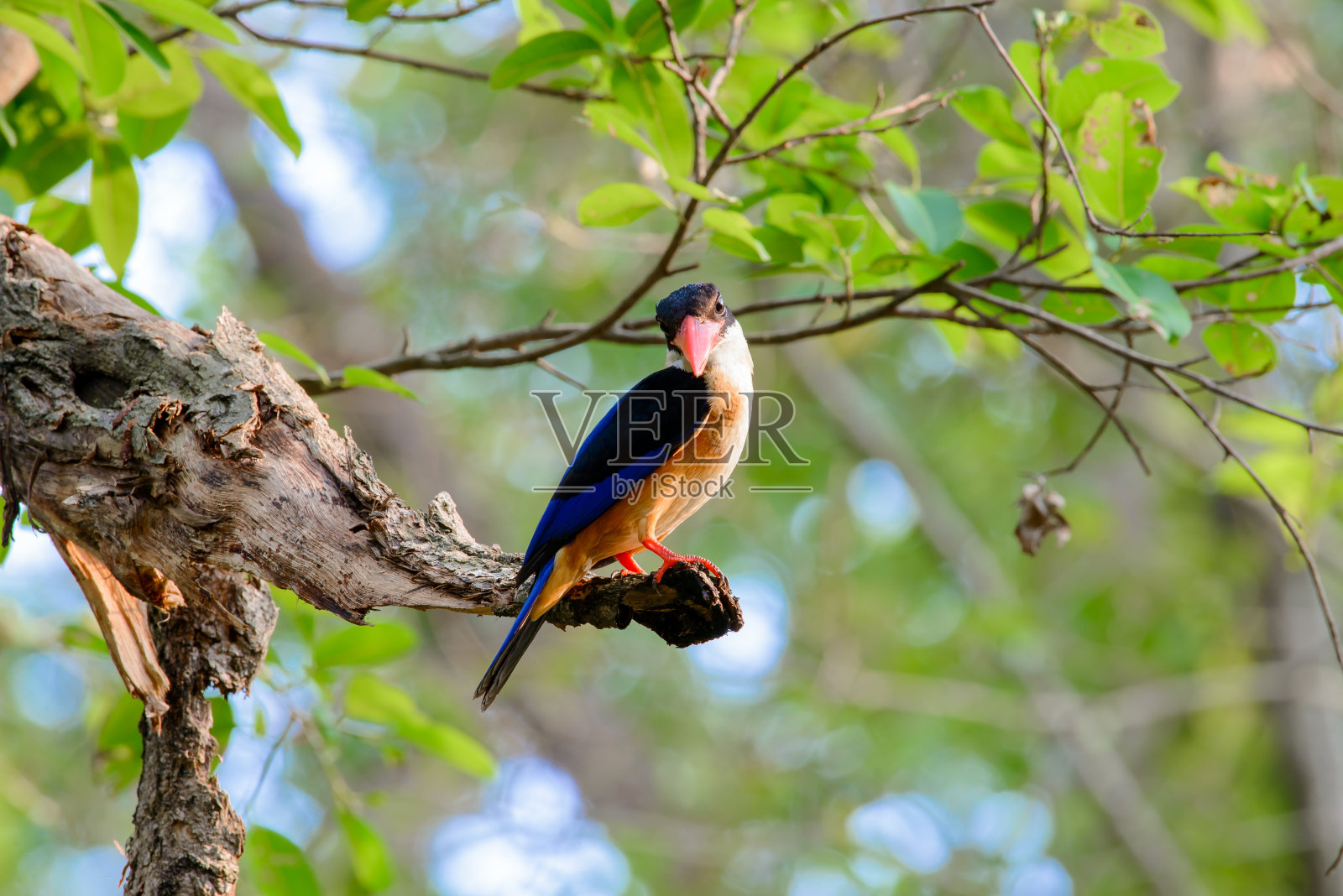 黑冠翠鸟是一种广泛分布于亚洲热带地区的树翠鸟照片摄影图片