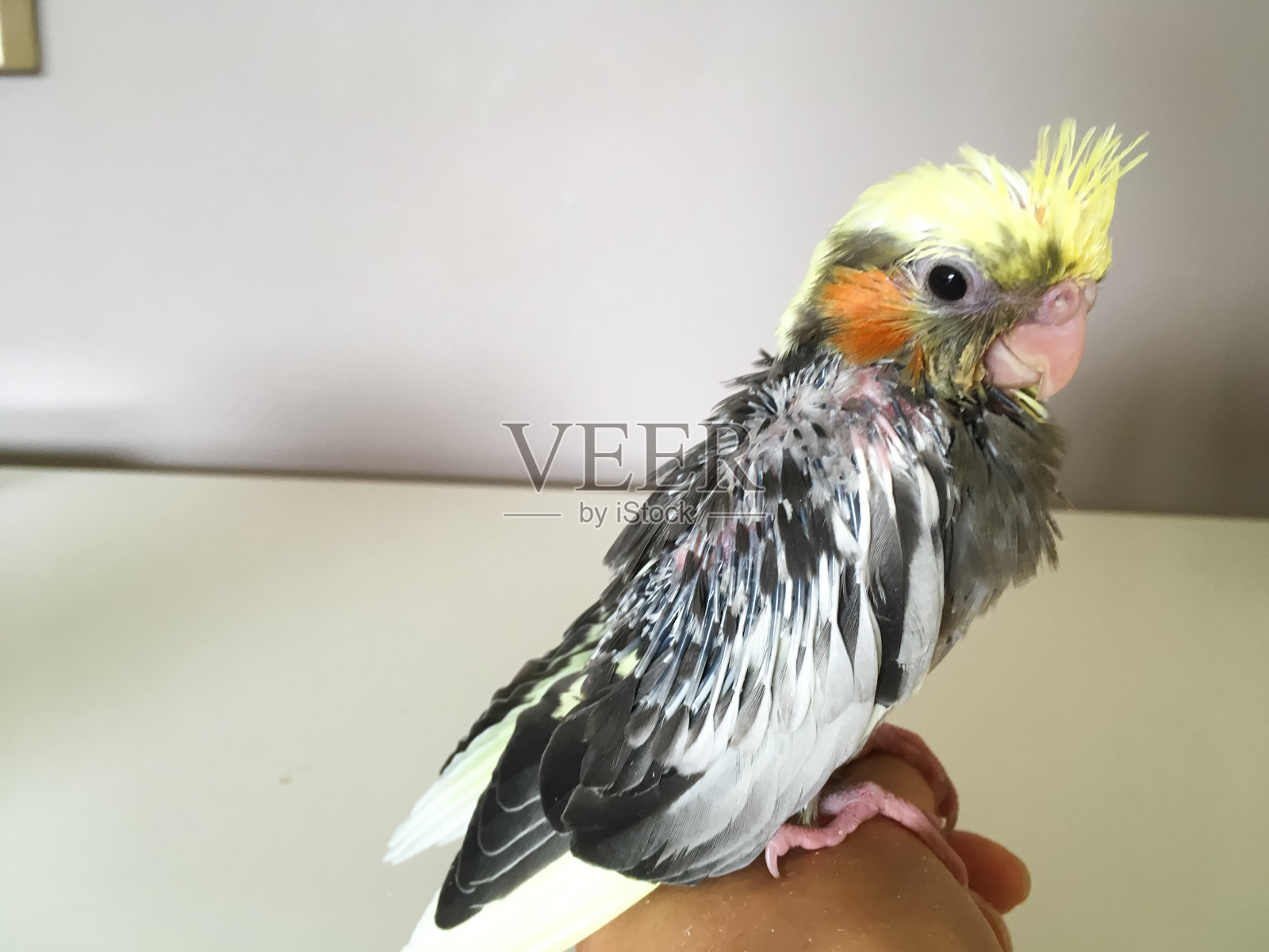 澳洲Cockatiel nyphicus hollandicus栖息婴儿幼照片摄影图片