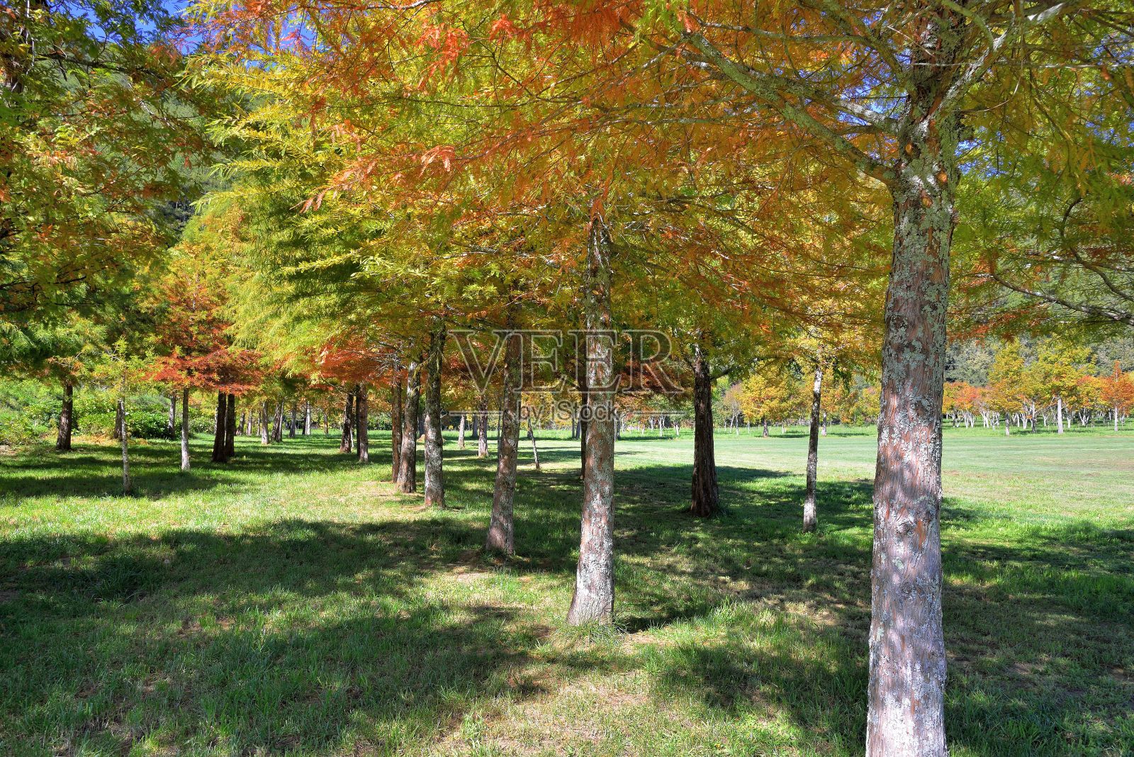 秃Pine。照片摄影图片