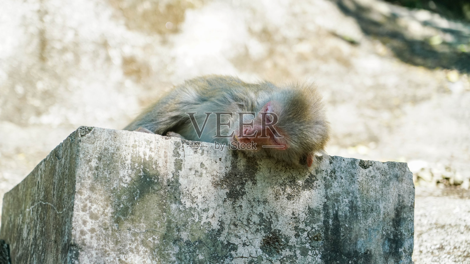 猴子岛照片摄影图片