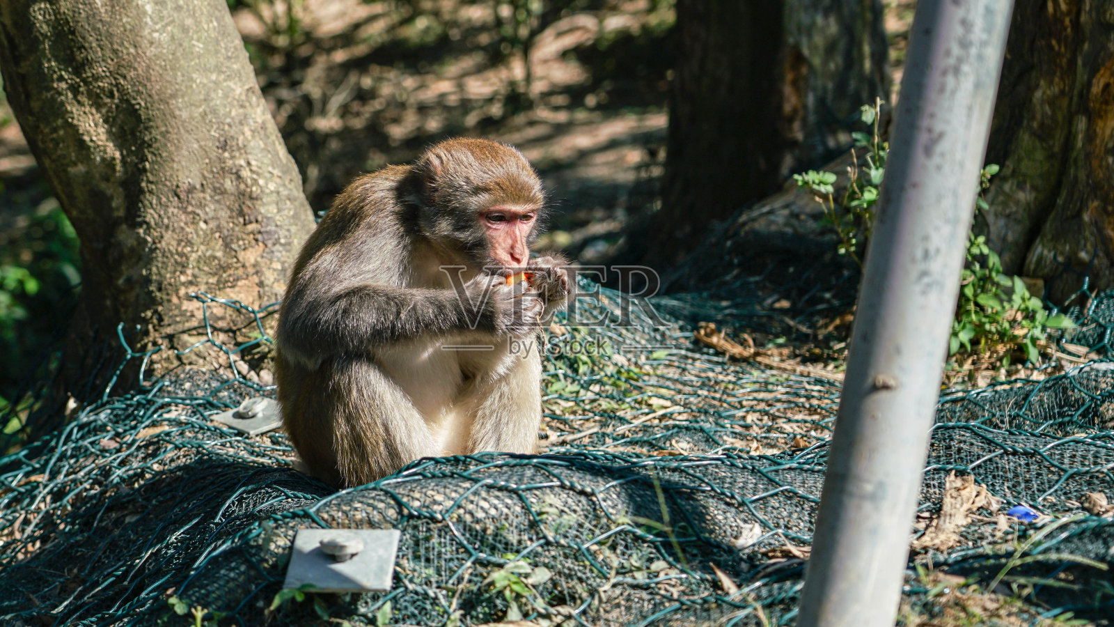 猴子岛照片摄影图片