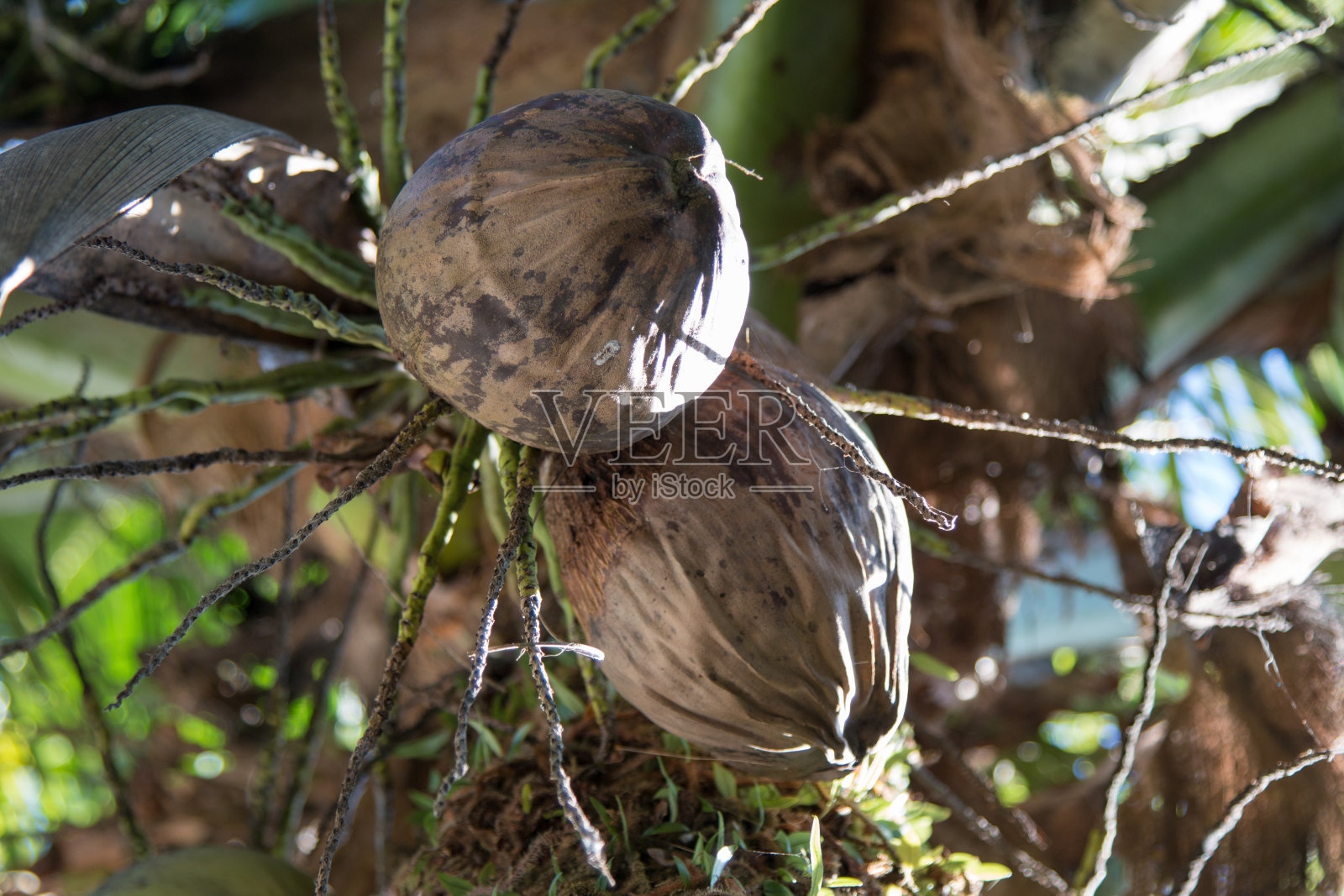 椰子树和椰子照片摄影图片