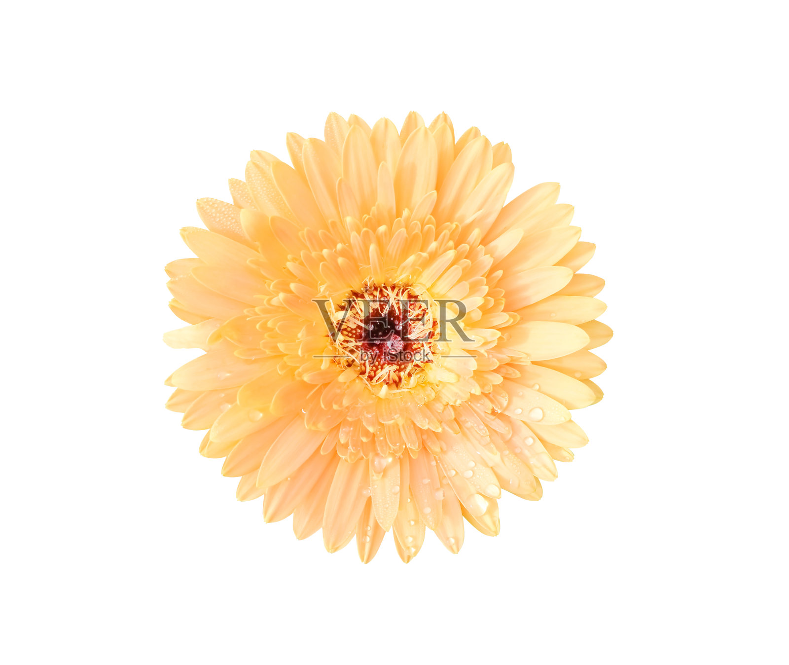 顶视图美丽的光橙色非洲菊或巴伯顿雏菊花盛开与水珠孤立的白色背景和修剪路径照片摄影图片
