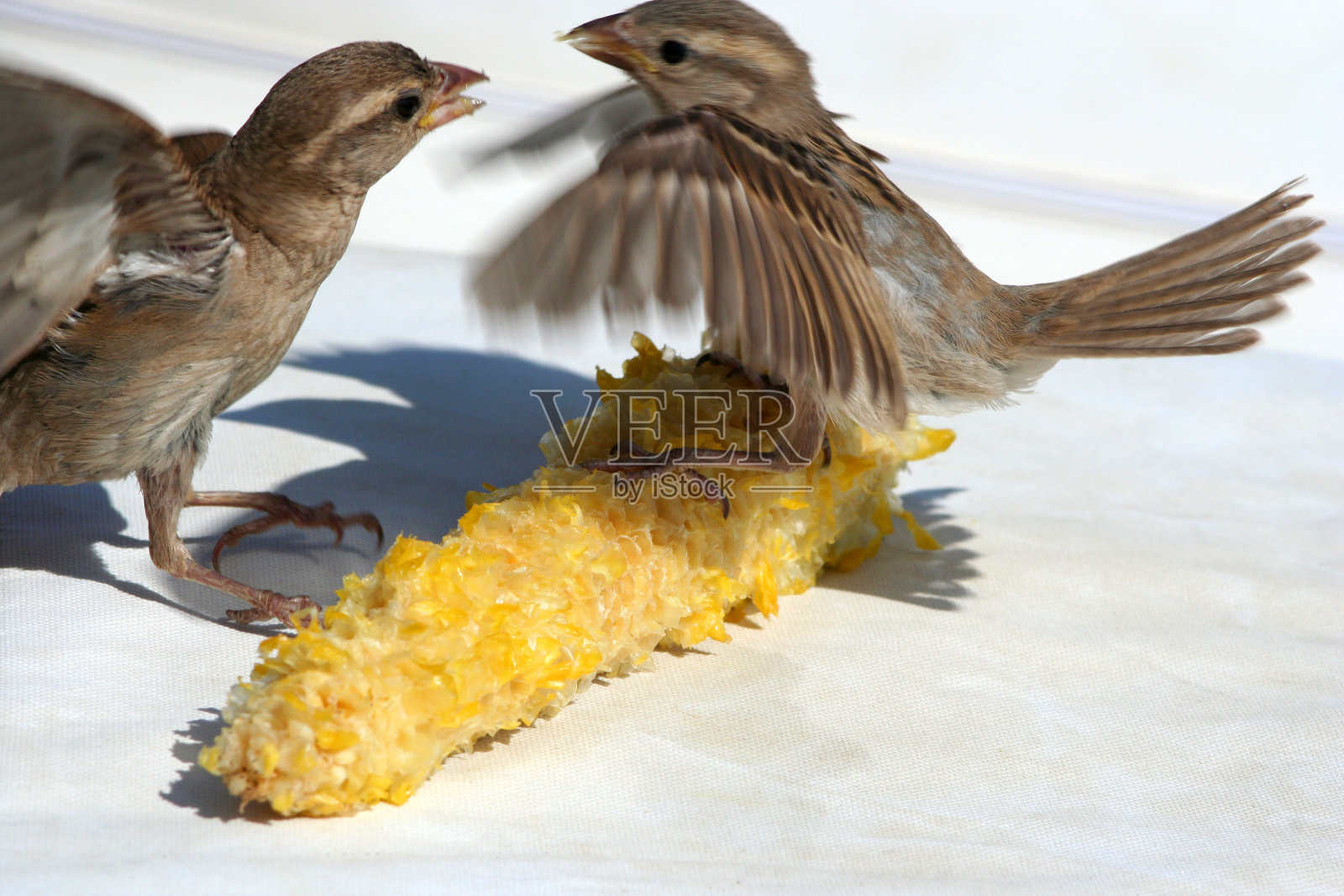 麻雀争夺玉米照片摄影图片