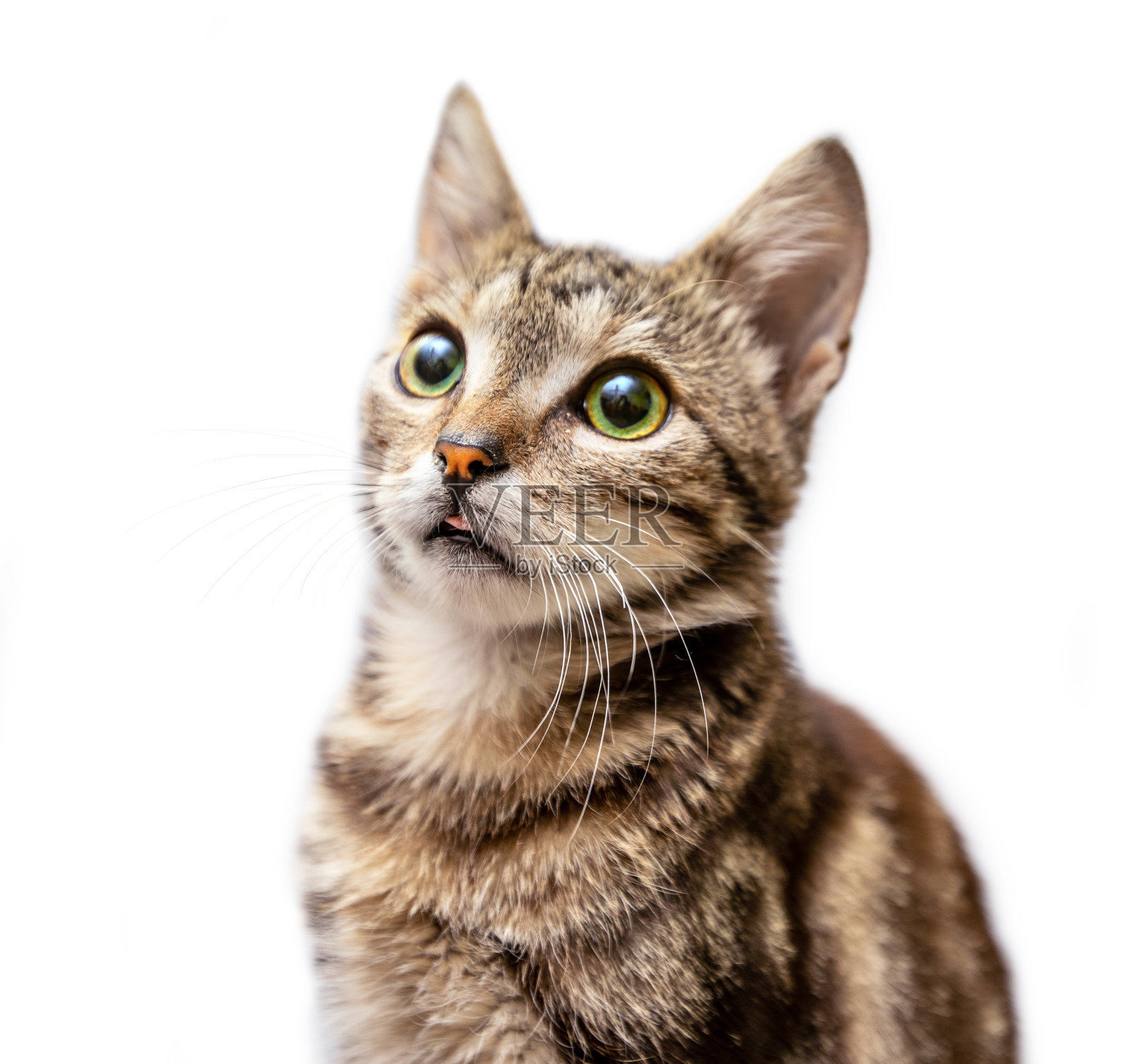 灰色条纹猫显示舌头孤立在白色背景照片摄影图片