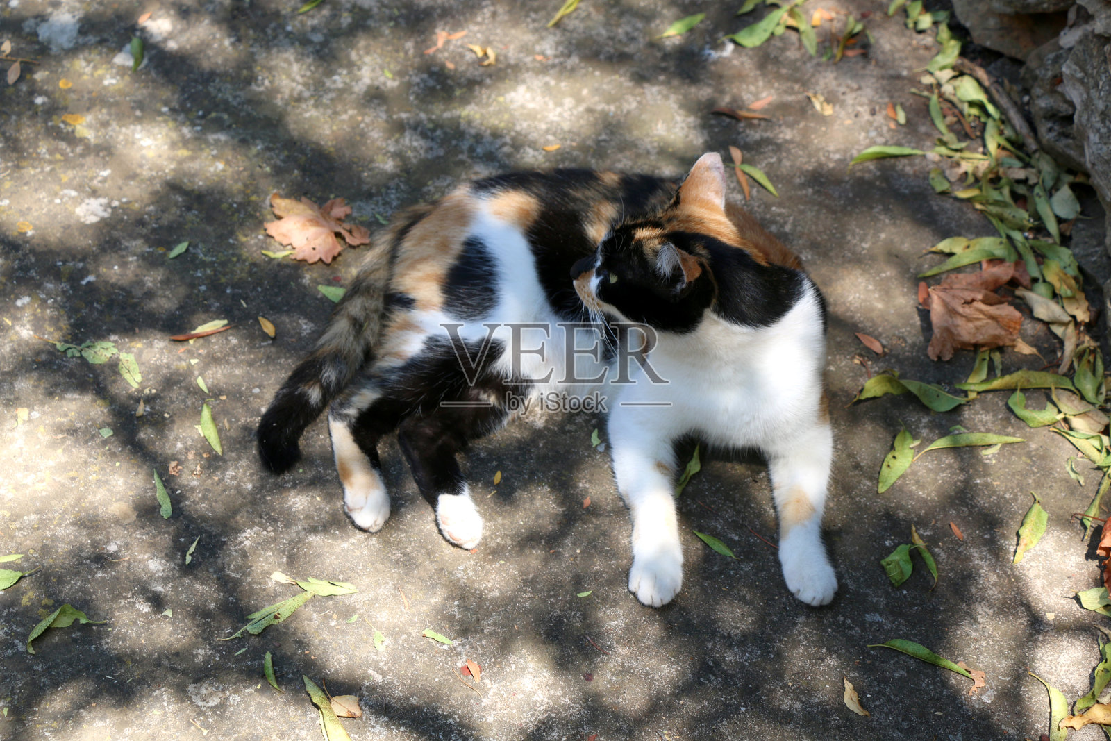 户外的猫照片摄影图片