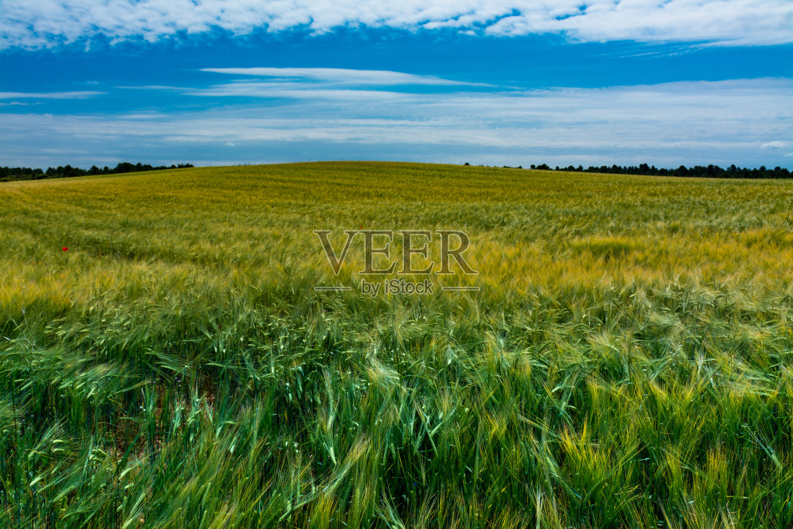 田里种着绿色植物照片摄影图片