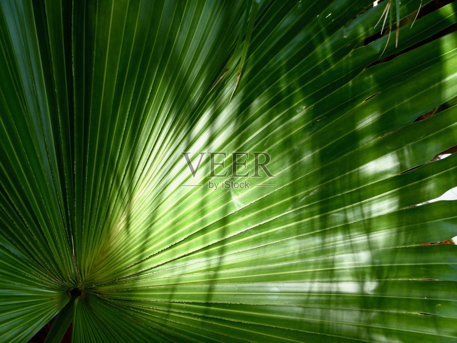 手掌文摘照片摄影图片