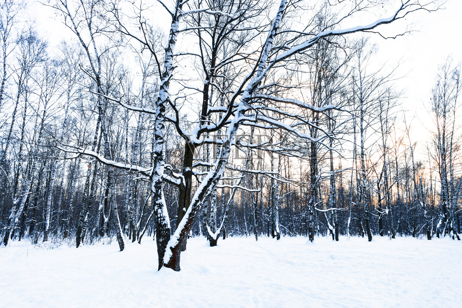 冬天公园里白雪覆盖的草地照片摄影图片
