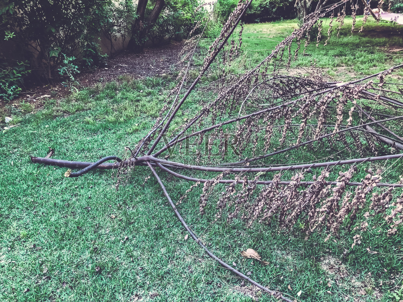 公园草地上枯树的断枝照片摄影图片