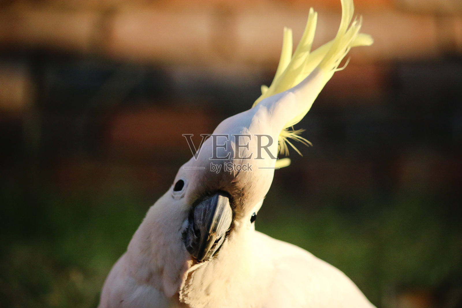 硫冠凤头鹦鹉(Cacatua galerita)肖像照片摄影图片