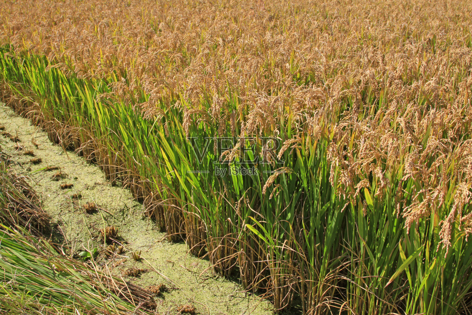 秋天的稻田照片摄影图片