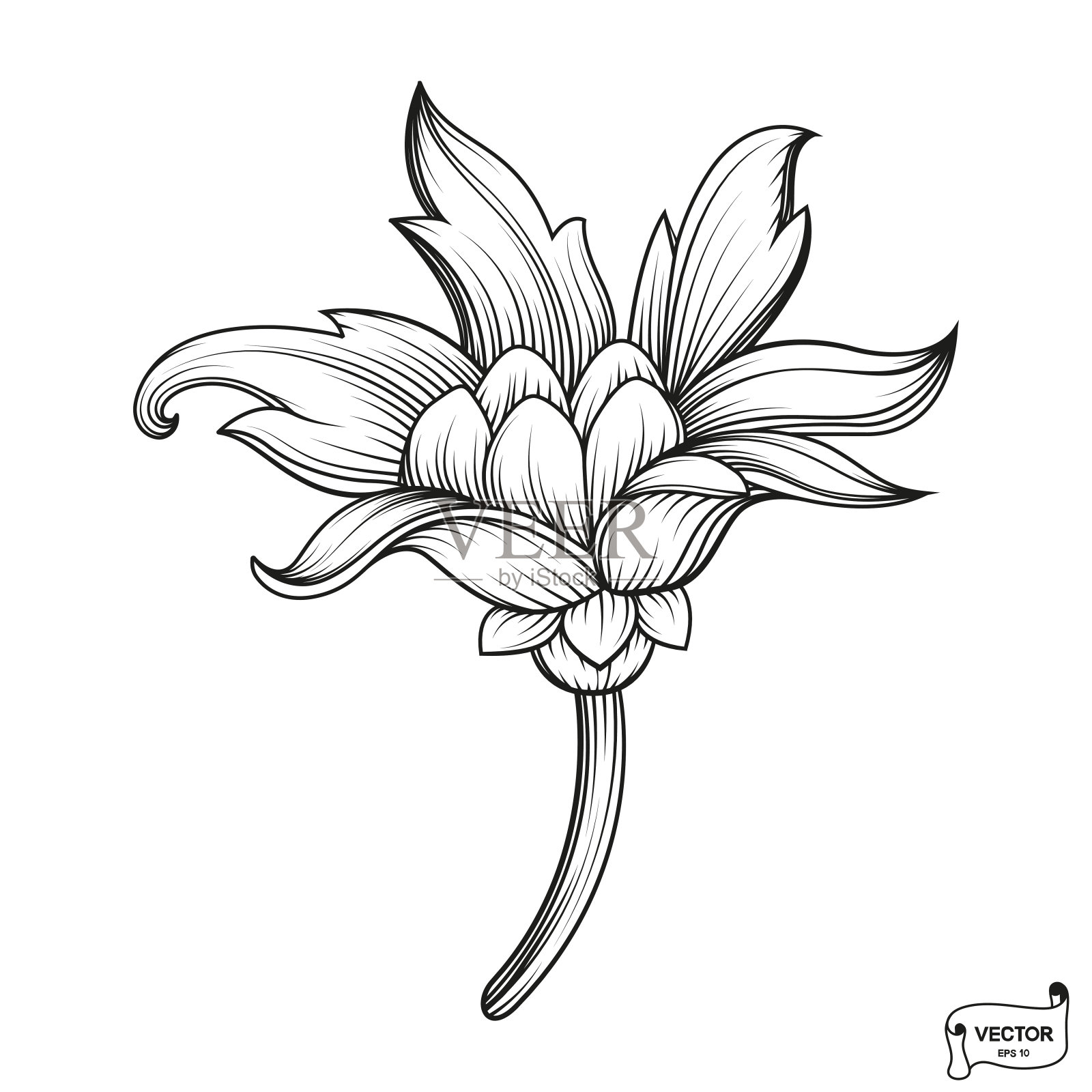 卷发和卷轴装饰的设计元素。插画图片素材