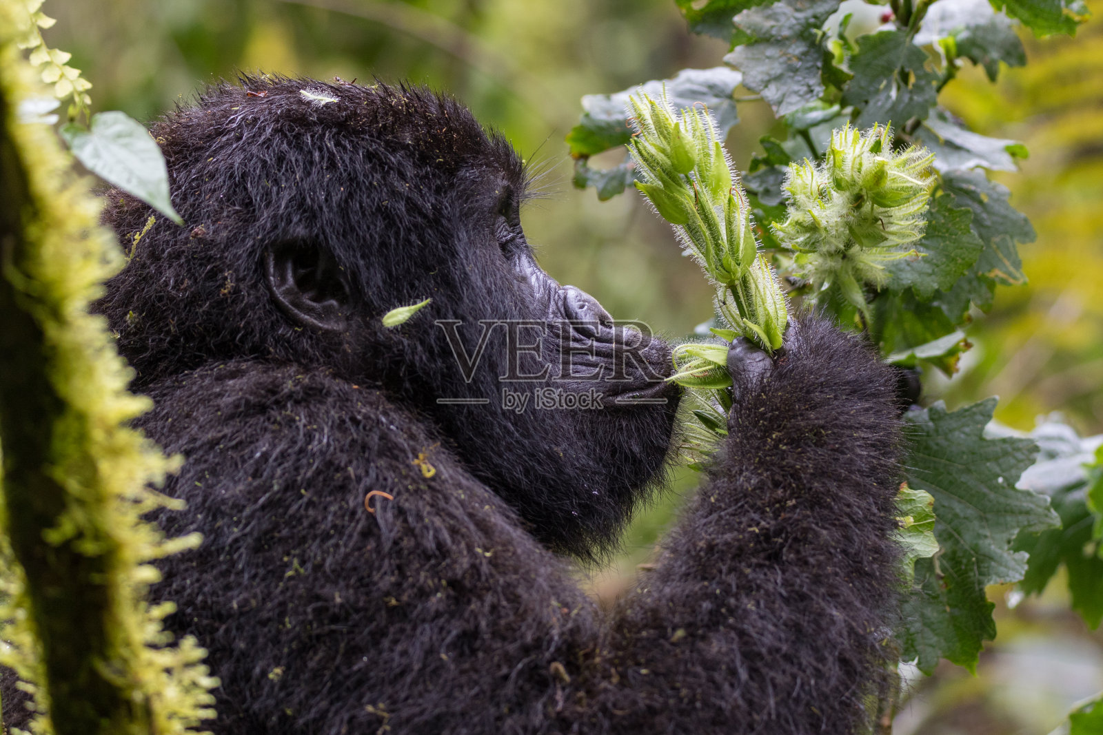 山地大猩猩照片摄影图片