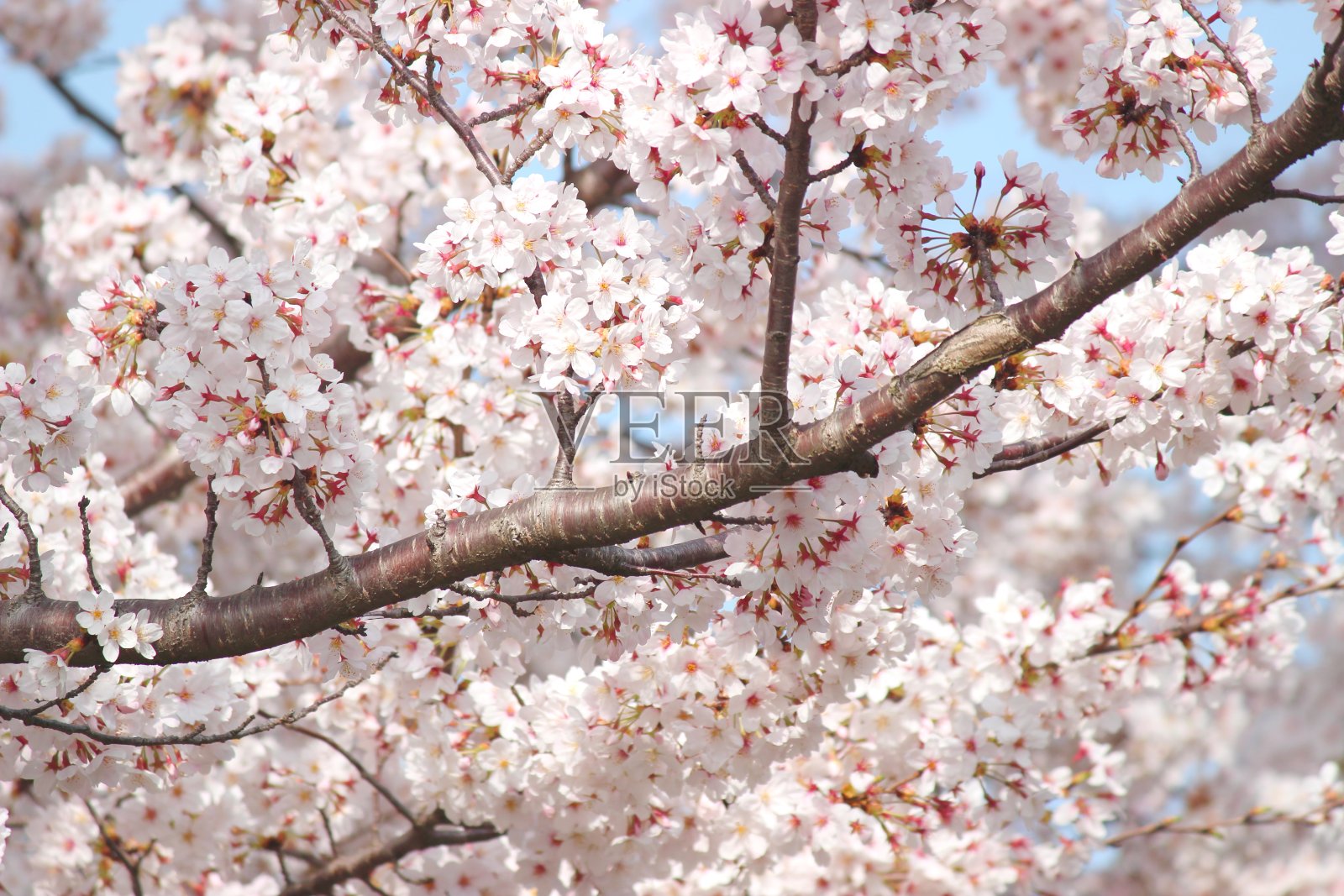 日本樱花向着蓝天盛开照片摄影图片