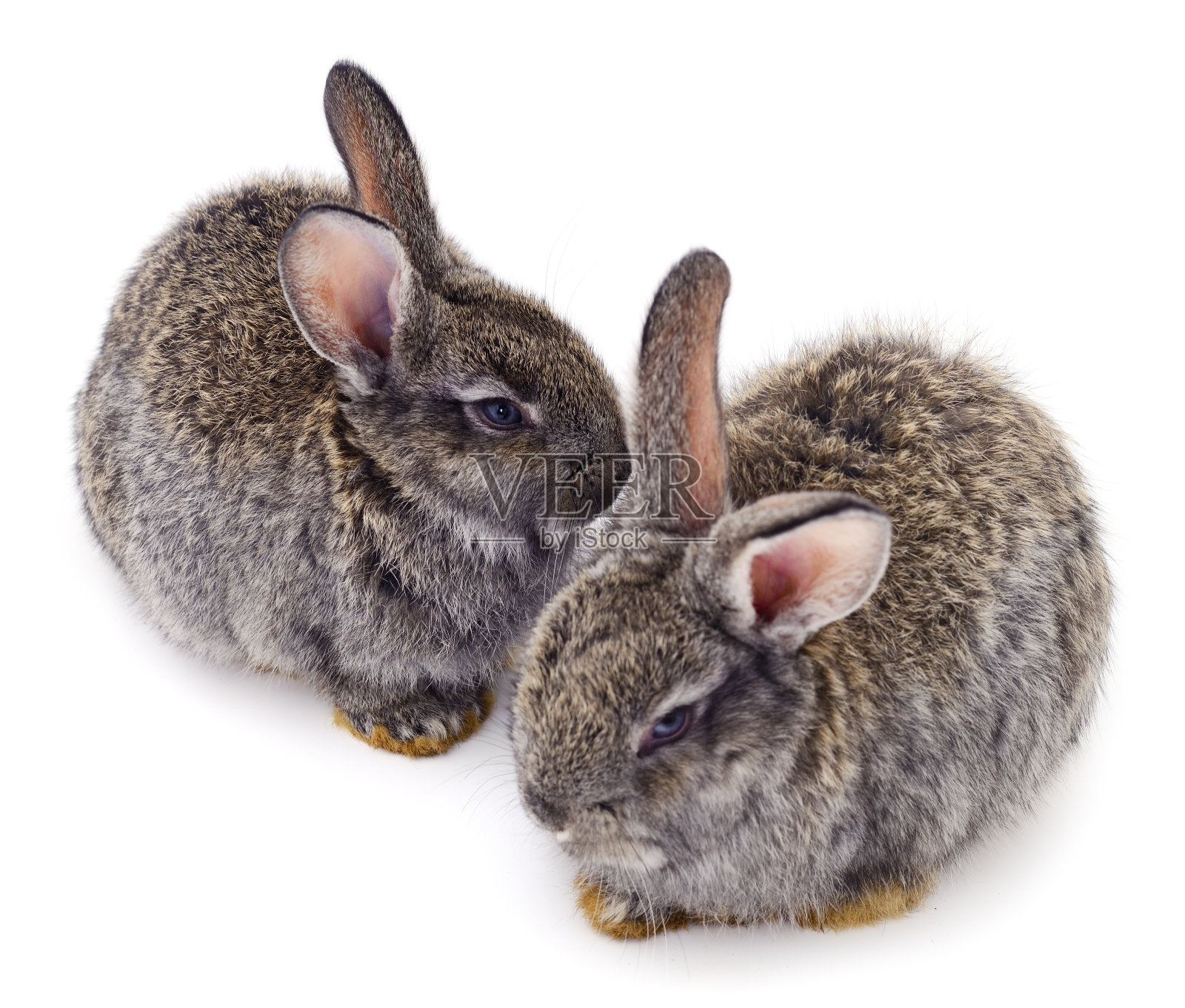 两只灰兔隔离照片摄影图片