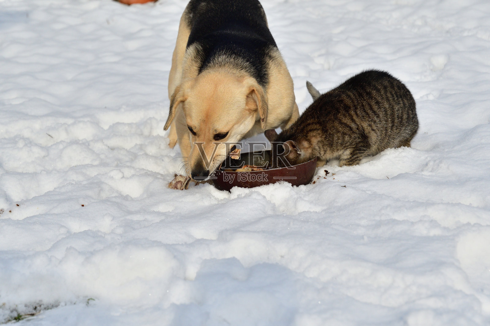 雪中的猫和狗共用一个碗吃饭照片摄影图片