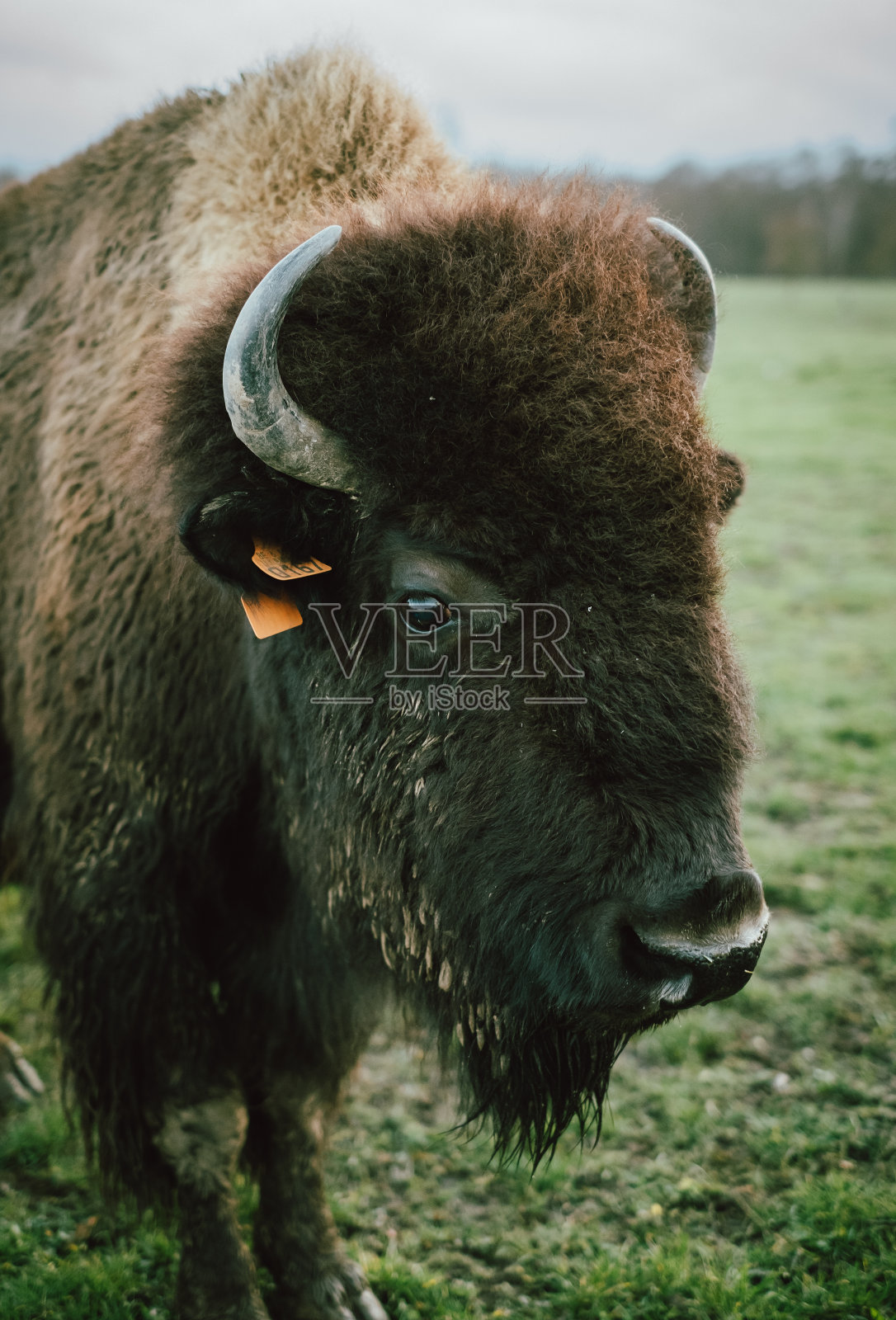 野牛肖像的脸照片摄影图片