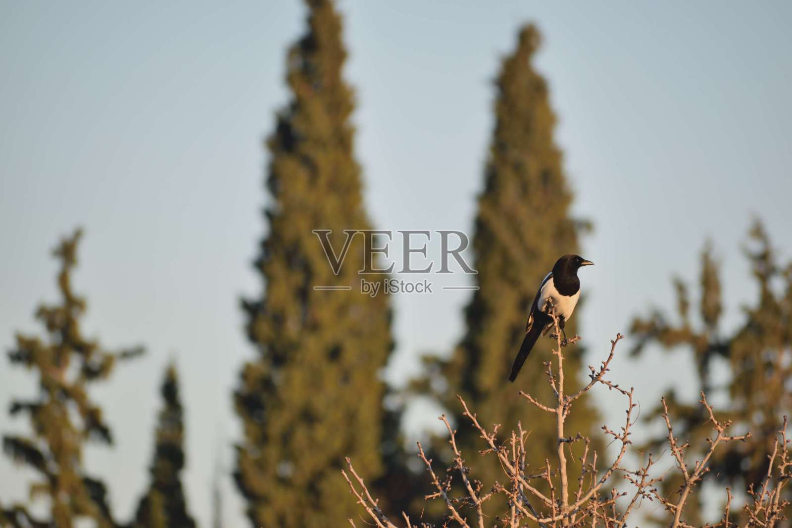 图为一只喜鹊栖息在树上。照片摄影图片