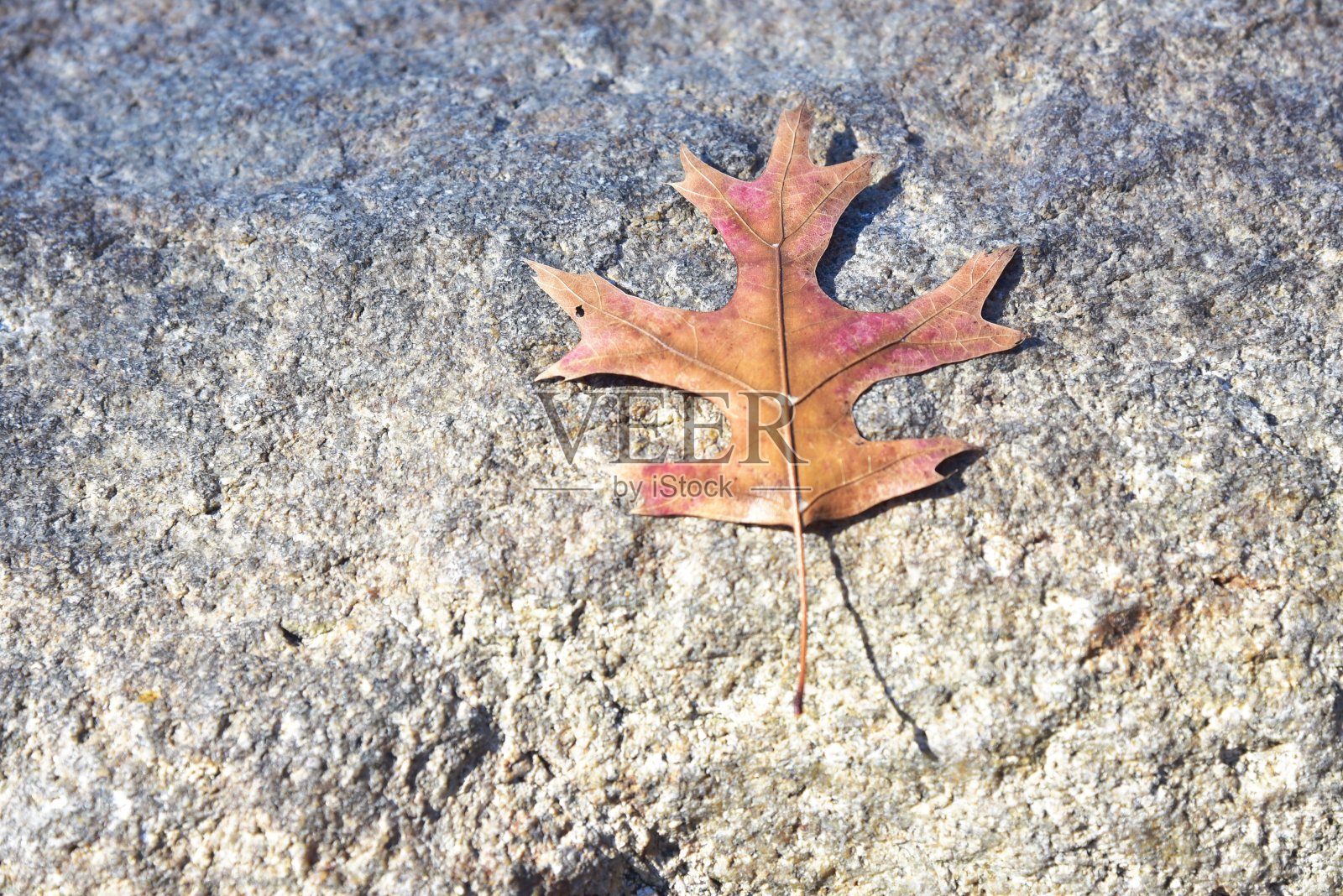枫叶照片摄影图片