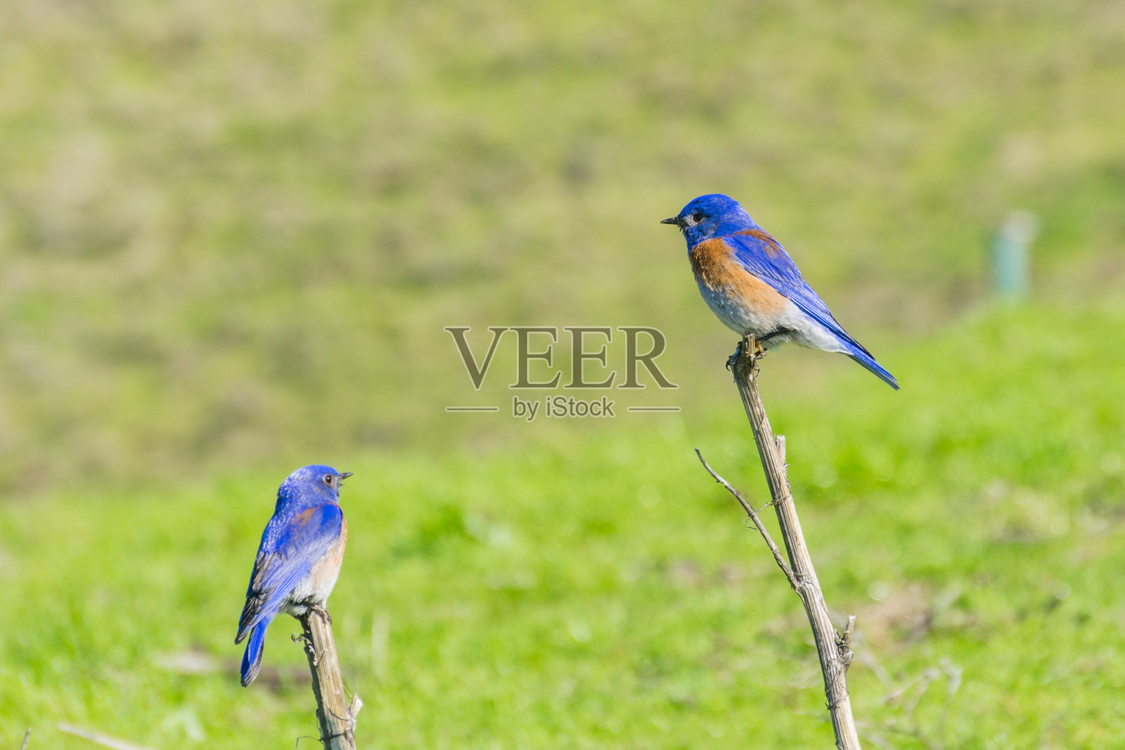 友善的西部雄性蓝知更鸟，加利福尼亚照片摄影图片